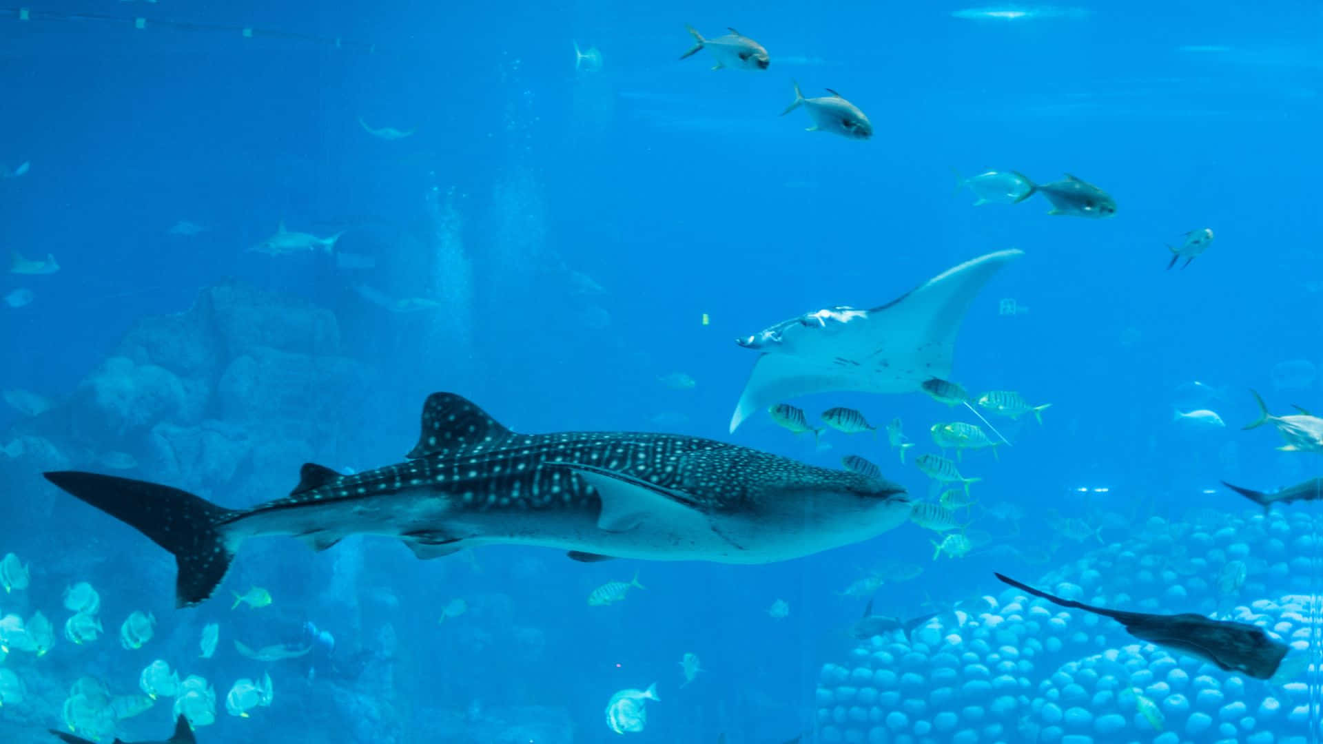 鯨鯊和魔鬼魚在藍色水族箱中與魚群一起游泳。