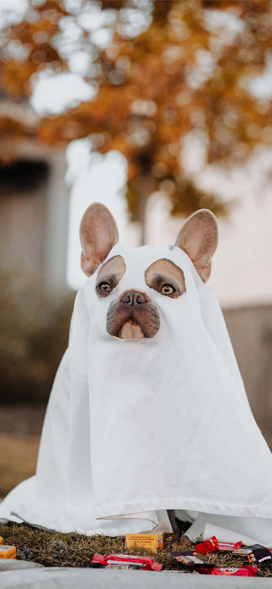 法國鬥牛犬穿著鬼魂服裝，周圍環繞著萬聖節糖果。