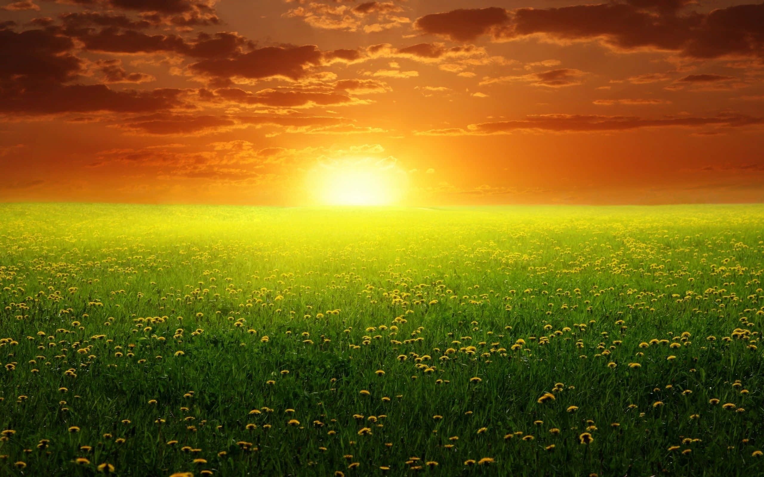 Spring Sunset 桌布 壁紙 — 充滿活力的夕陽將一片廣闊的綠色草地，點綴著黃色蒲公英，沐浴在溫暖的橙色和金色色調中。