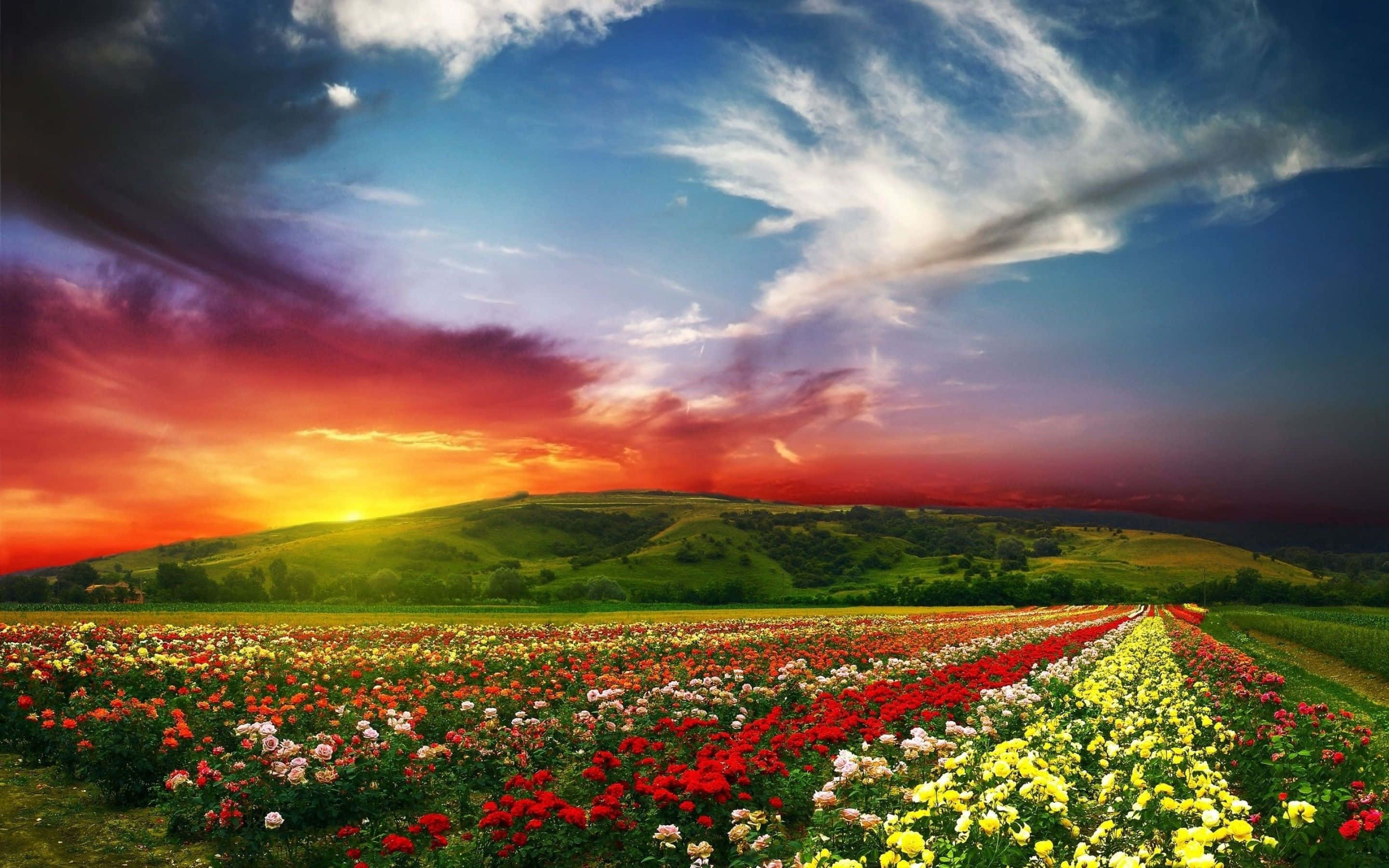 Spring Landscape 桌布 壁紙 — 充滿活力的日落以火紅、橙黃色調描繪起伏的山丘和色彩繽紛的玫瑰田。