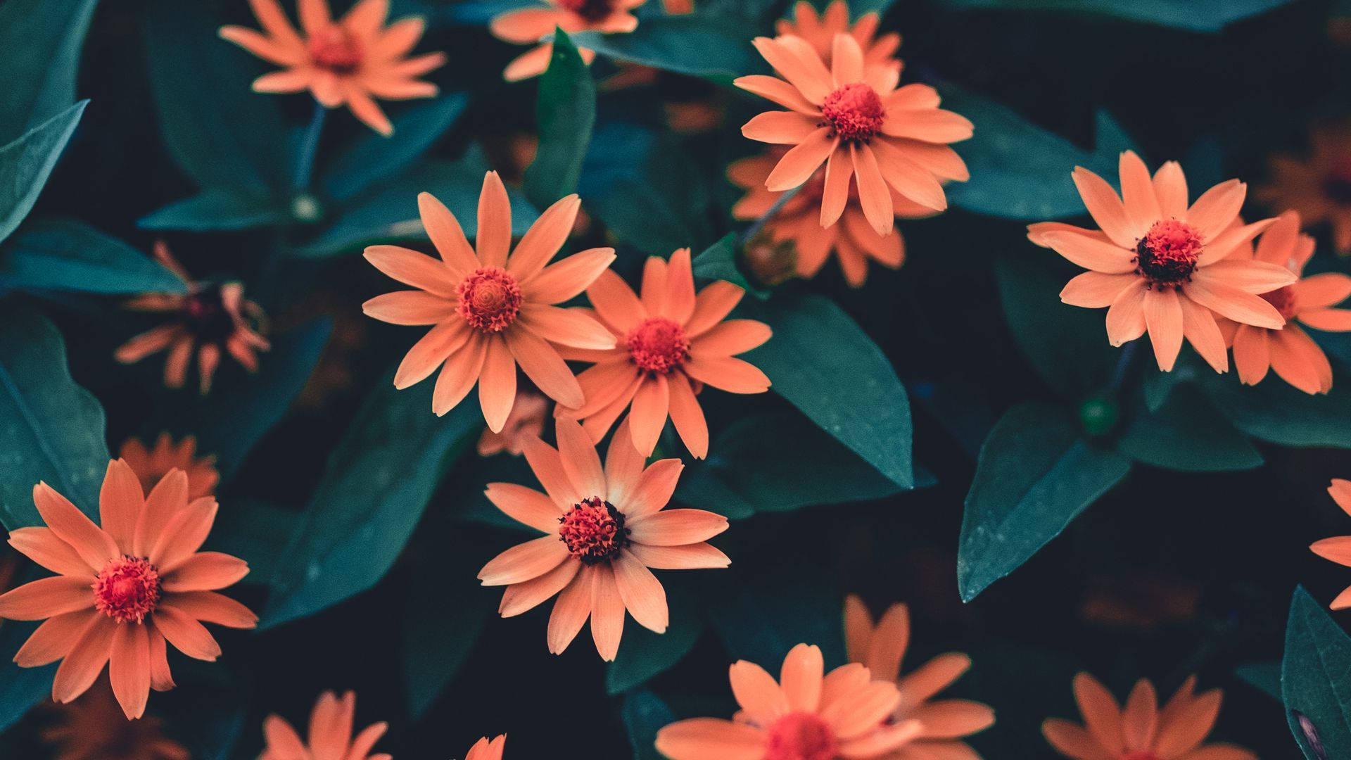 Pinterest Aesthetic 桌布 壁紙 — 充滿活力的橙色雛菊帶有深色中心，在深藍綠色葉子中盛開，呈現茂密花園的特寫。