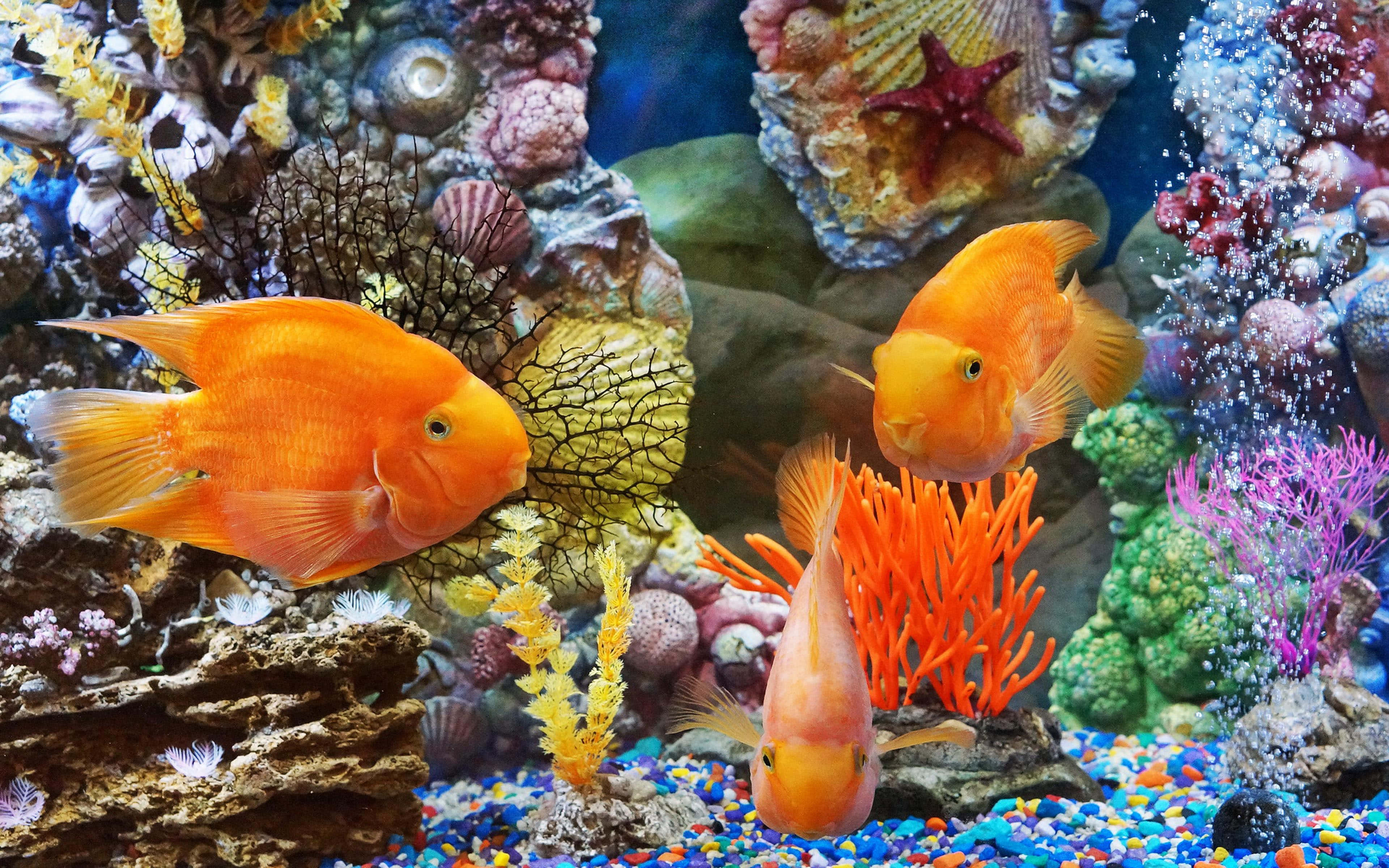 珊瑚 桌布 壁紙 — 充滿活力的橙色魚兒在色彩繽紛的珊瑚和貝殼中優雅地游動，構成生動的水族館場景。