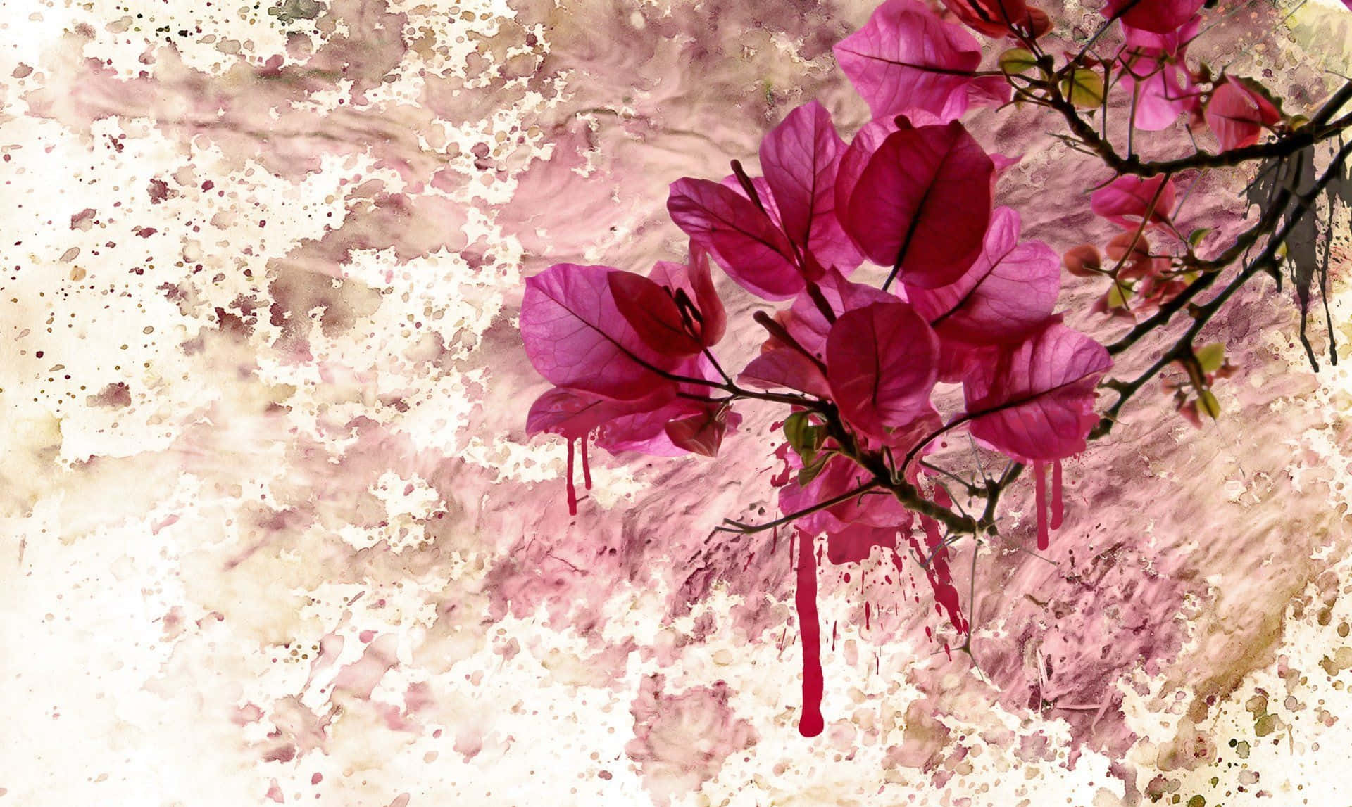 Flower Art 桌布 壁紙 — 充滿活力的洋紅色三角梅花朵在紋理米色和粉紅色水彩洗滌背景上滴落顏料。