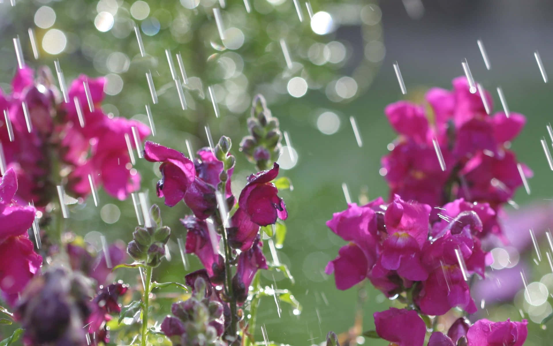 Spring Showers 桌布 壁紙 — 充滿活力的洋紅色金魚草在溫柔的陣雨中綻放，帶有閃閃發光的水滴和柔和的綠色散景背景。