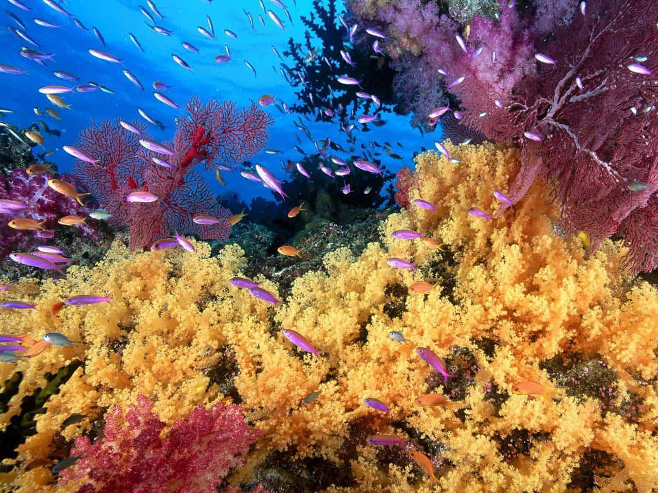 Aquatic 桌布 壁紙 — 充滿活力的海底珊瑚礁，色彩繽紛的魚群在金、粉紅和紫色珊瑚結構間游動。