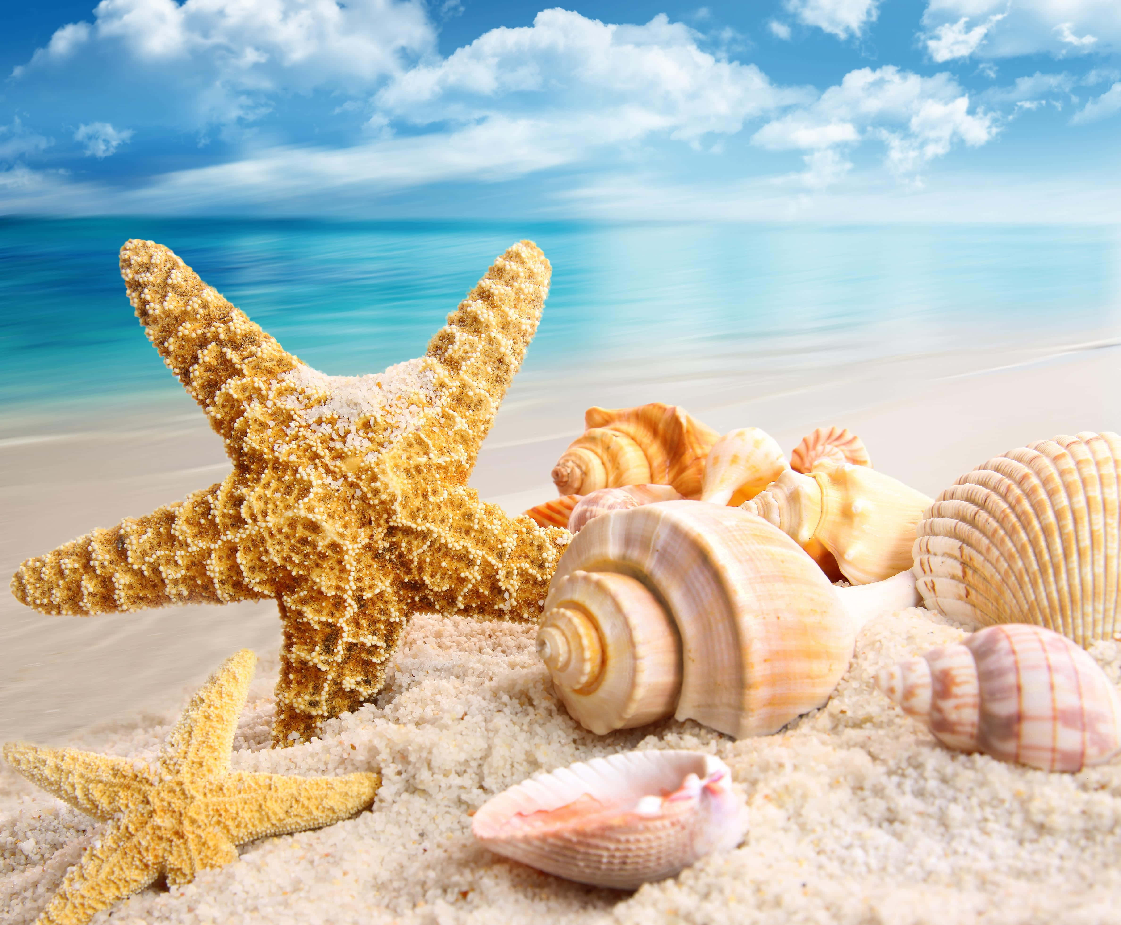 Shell 桌布 壁紙 — 充滿活力的海灘場景，一個大橙色海星和各種貝殼依偎在金色沙灘上，上方是明亮的藍天。