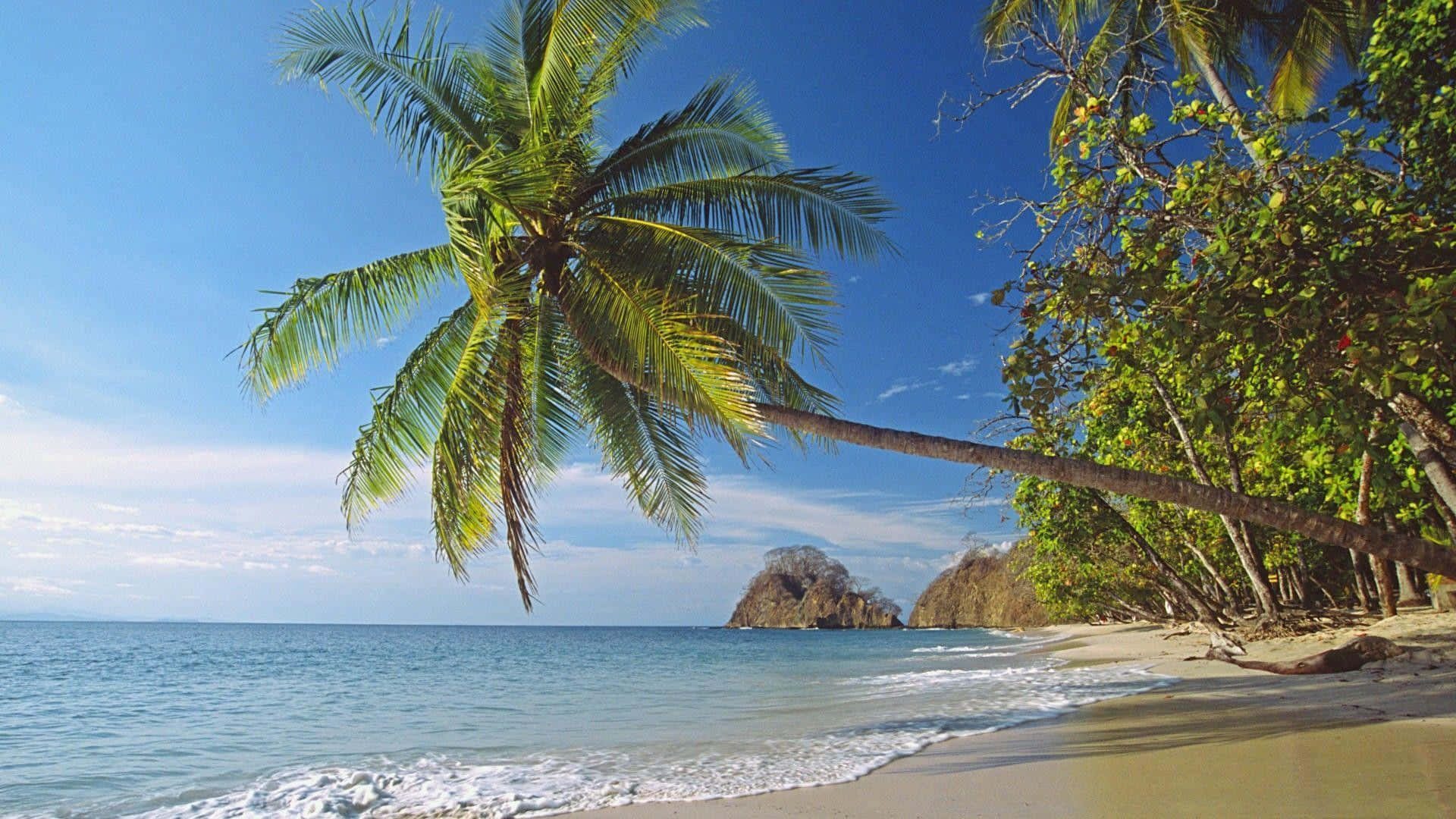 Costa Rica 桌布 壁紙 — 充滿活力的熱帶海灘，碧綠的海水、溫柔的海浪，以及傾斜的棕櫚樹框住一個岩石島嶼，天空清澈湛藍。