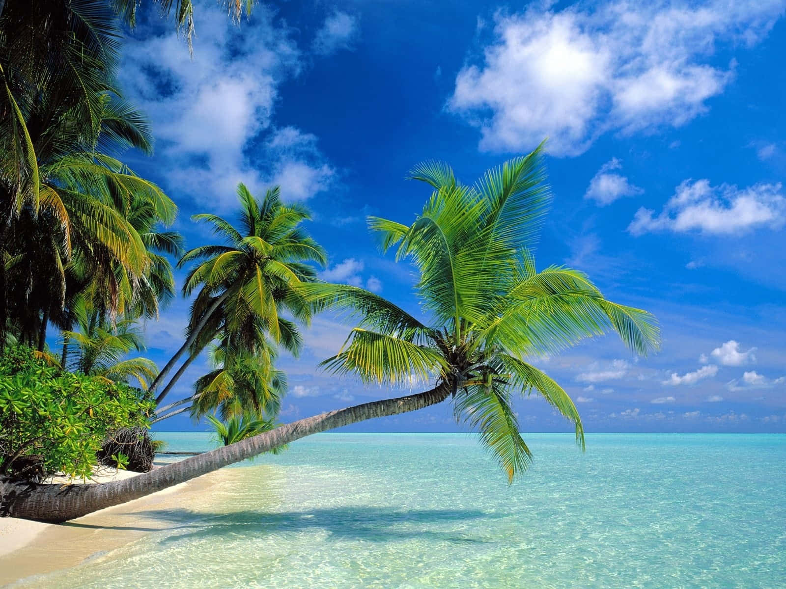 Coconut Tree 桌布 壁紙 — 充滿活力的熱帶海灘，碧綠的海水和茂密的棕櫚樹在明亮的藍天和白雲下搖曳。