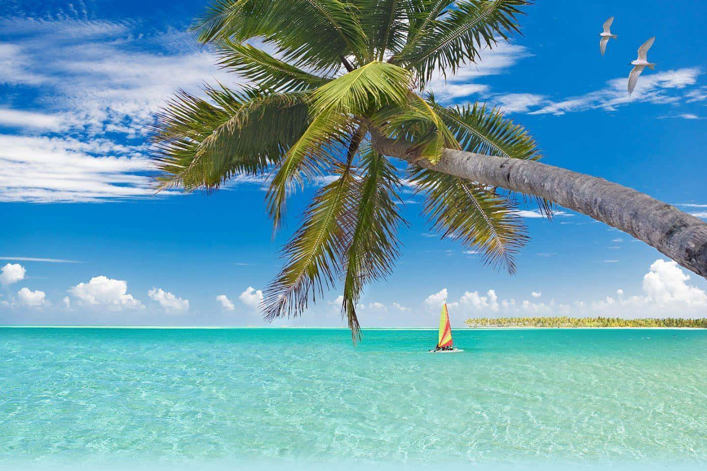 Beautiful Beach 桌布 壁紙 — 充滿活力的熱帶海灘場景，一棵傾斜的棕櫚樹框住一艘在碧綠海水上的帆船，背景是明亮的藍天和海鷗飛翔。