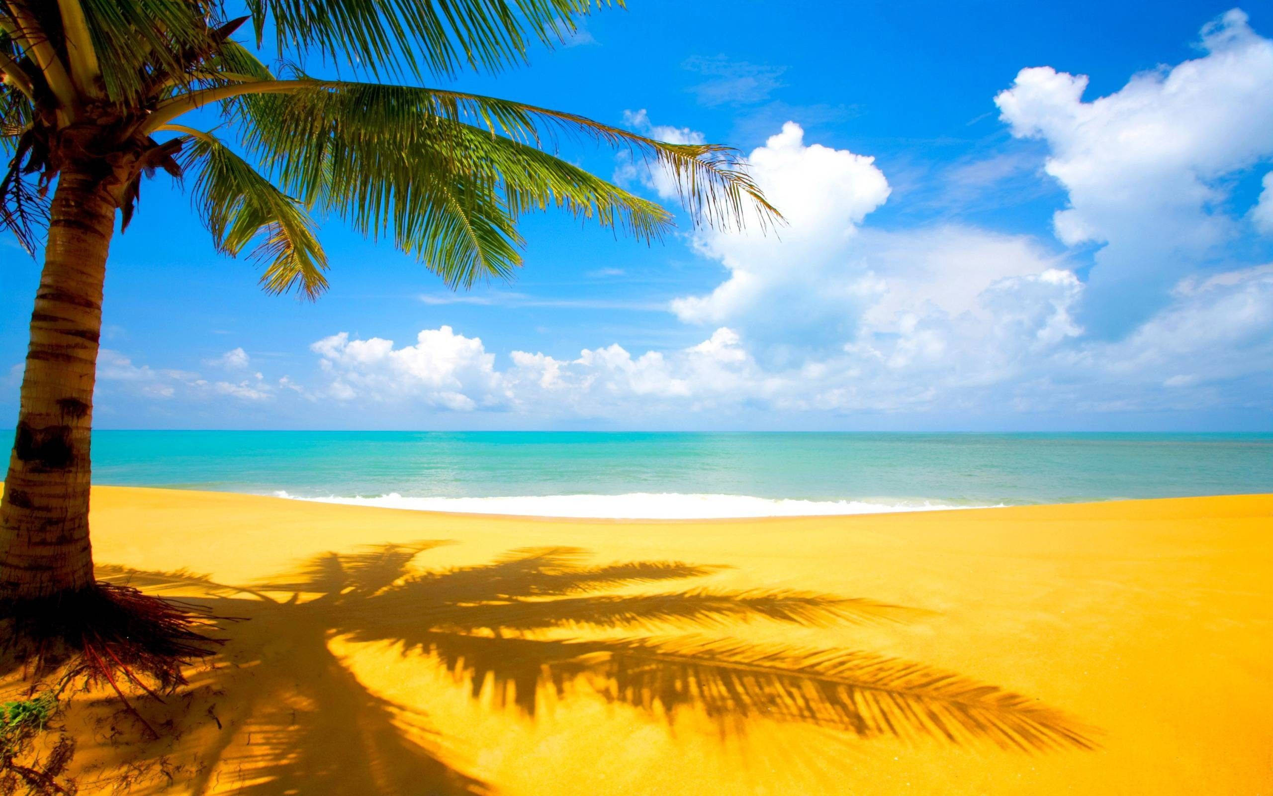 海洋 桌布 壁紙 — 充滿活力的熱帶海灘場景，棕櫚樹在金色沙灘上投下陰影，明亮的藍天上有蓬鬆的白雲。