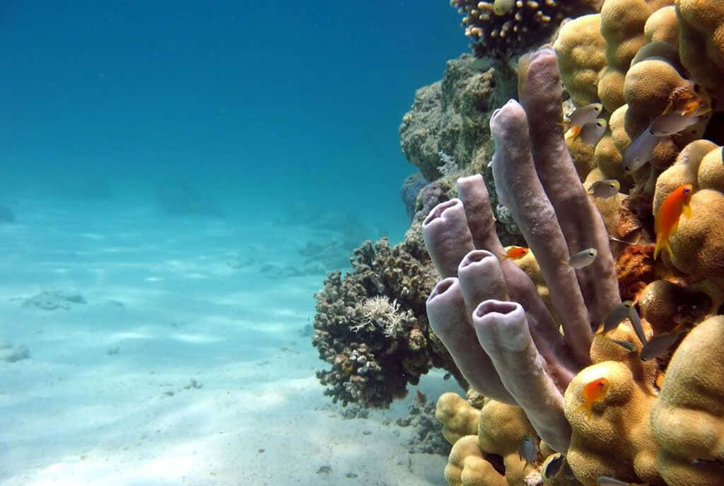 Aquatic 桌布 壁紙 — 充滿活力的珊瑚礁，有紫色海綿和色彩繽紛的魚在清澈的藍綠色海水中游動。