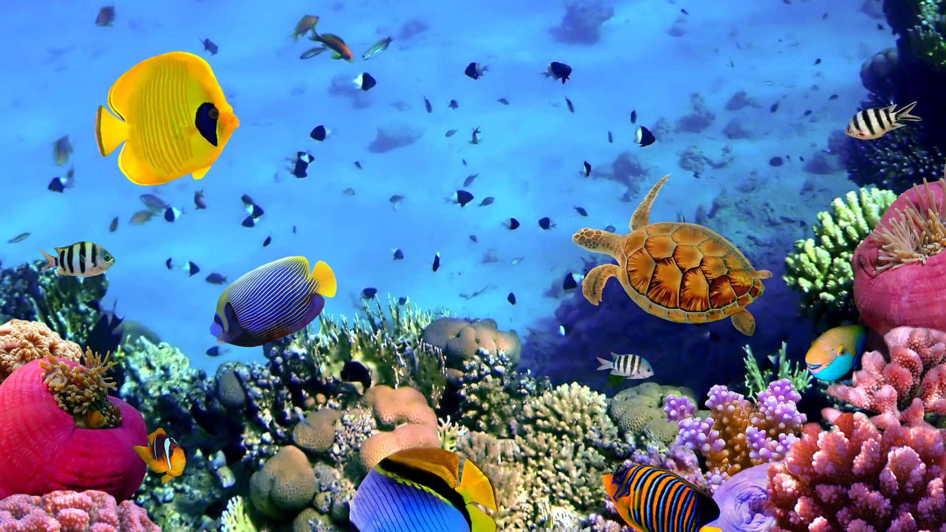 coral 桌布 壁紙 — 充滿活力的珊瑚礁，色彩繽紛的熱帶魚和一只海龜在清澈的藍色海水中優雅地游動。
