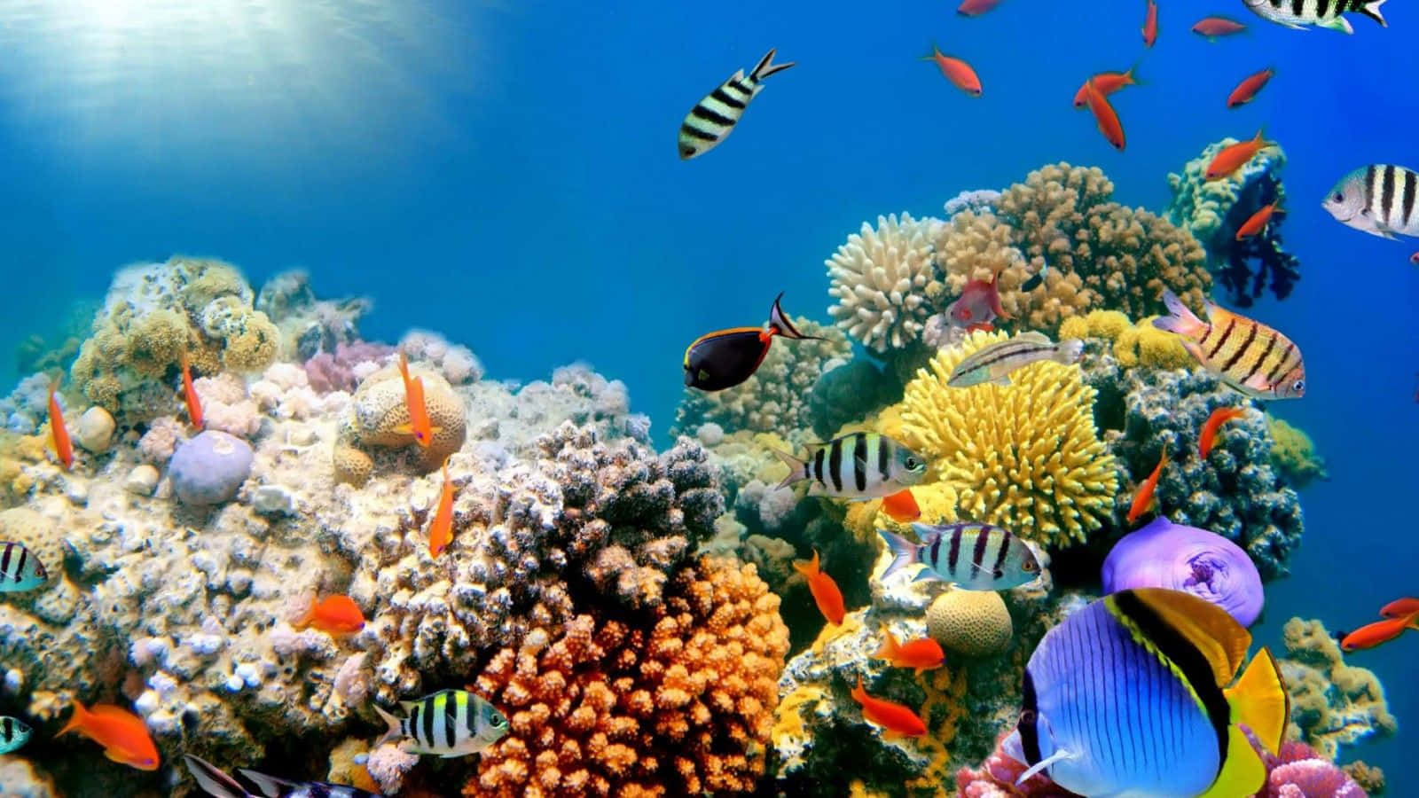 coral 桌布 壁紙 — 充滿活力的珊瑚礁，色彩繽紛的熱帶魚在明亮的藍色海水下游動。