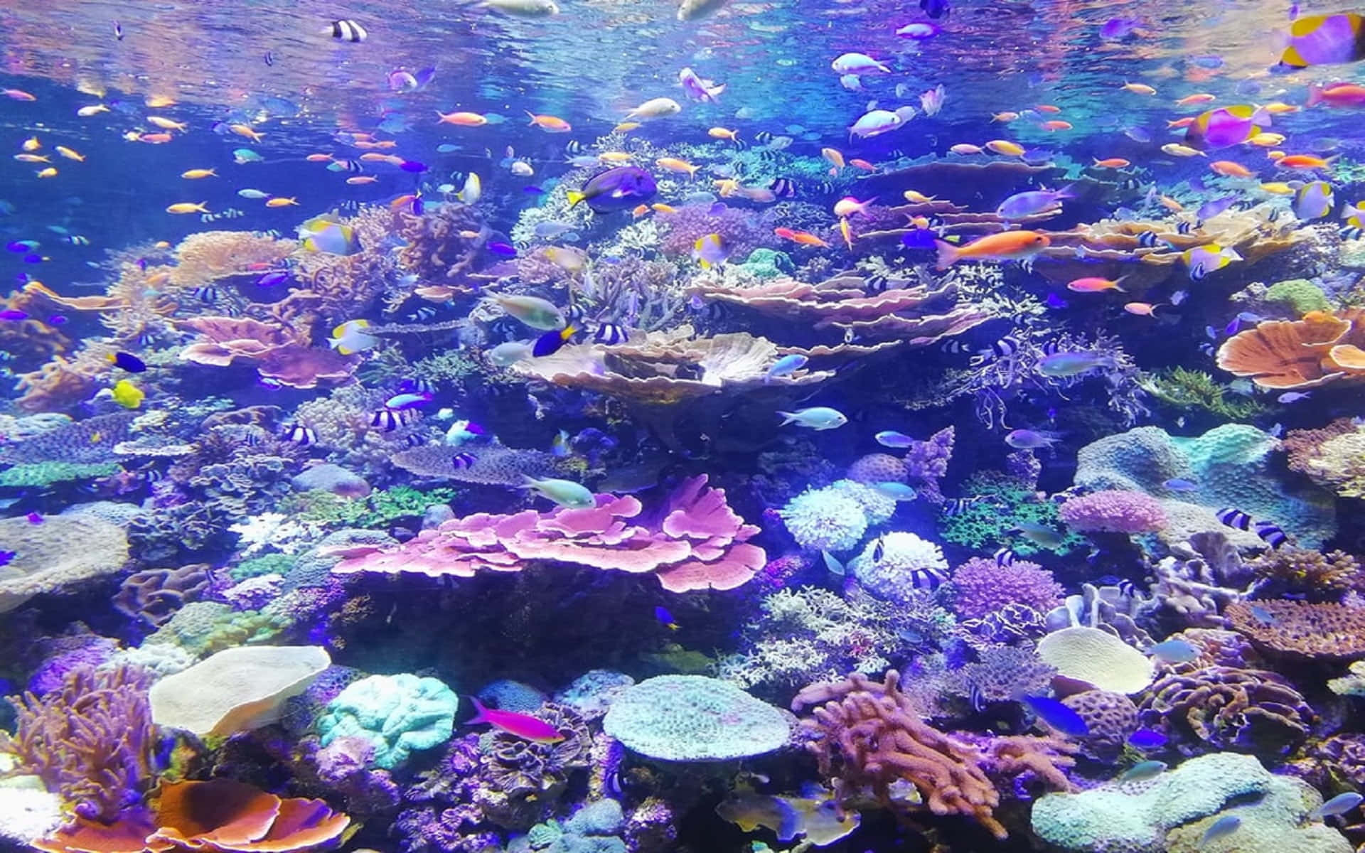 Aquatic 桌布 壁紙 — 充滿活力的珊瑚礁，色彩繽紛的熱帶魚在明亮的藍色海水下暢游。