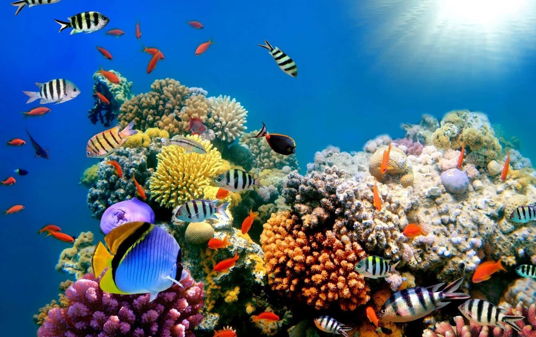珊瑚 桌布 壁紙 — 充滿活力的珊瑚礁，色彩繽紛的熱帶魚在明亮的藍色海水下暢游。