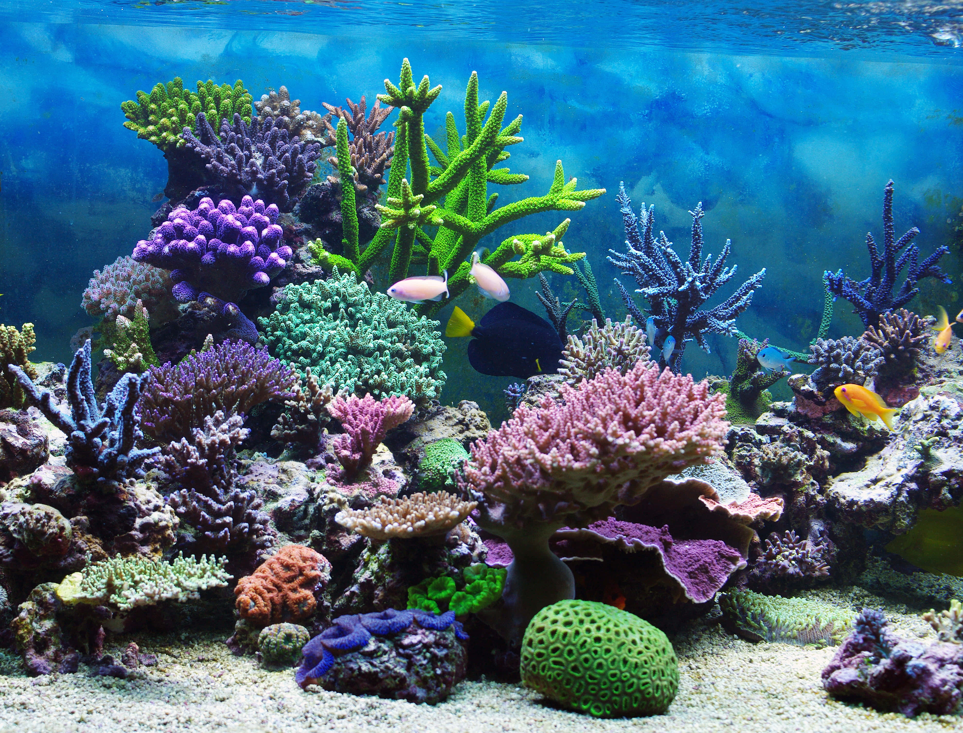 水族箱 桌布 壁紙 — 充滿活力的珊瑚礁，色彩繽紛的魚群在清澈的藍色海水下游動。