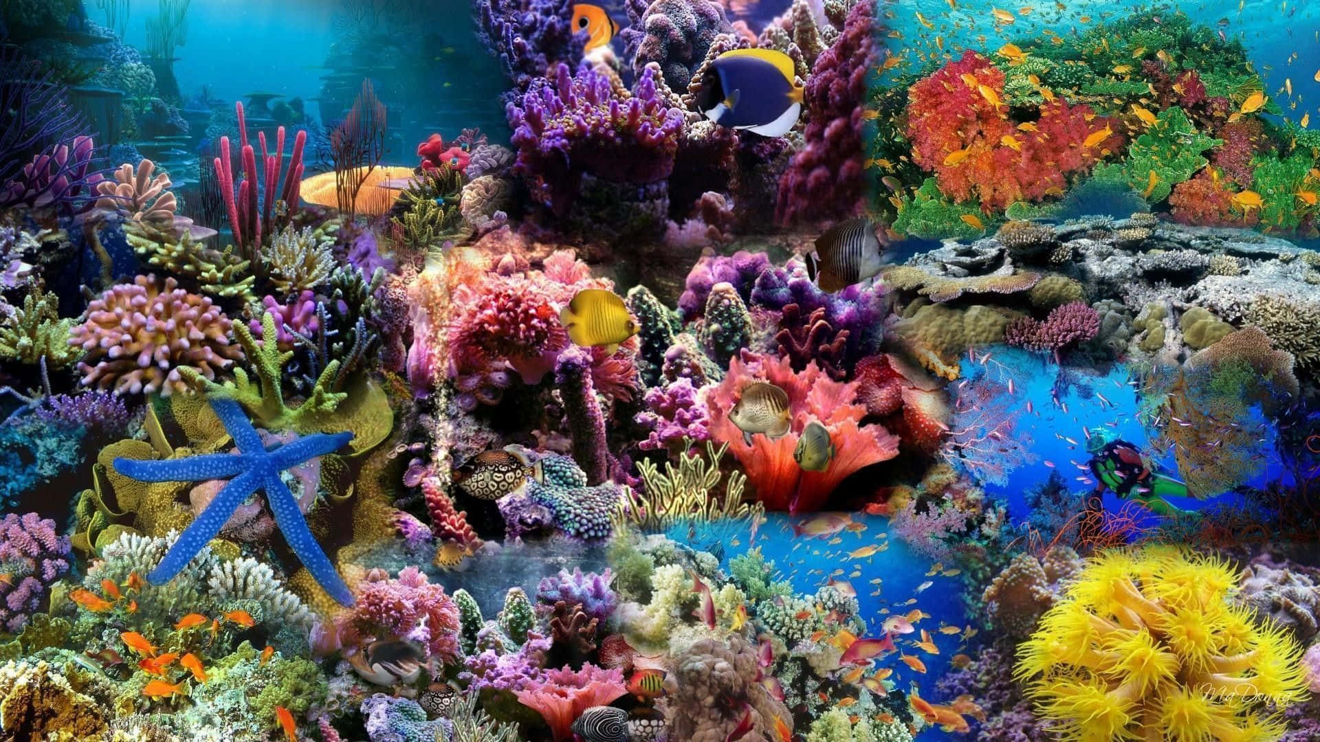 珊瑚 桌布 壁紙 — 充滿活力的珊瑚礁，色彩繽紛的魚類和藍色海星在清澈的藍色海水下。