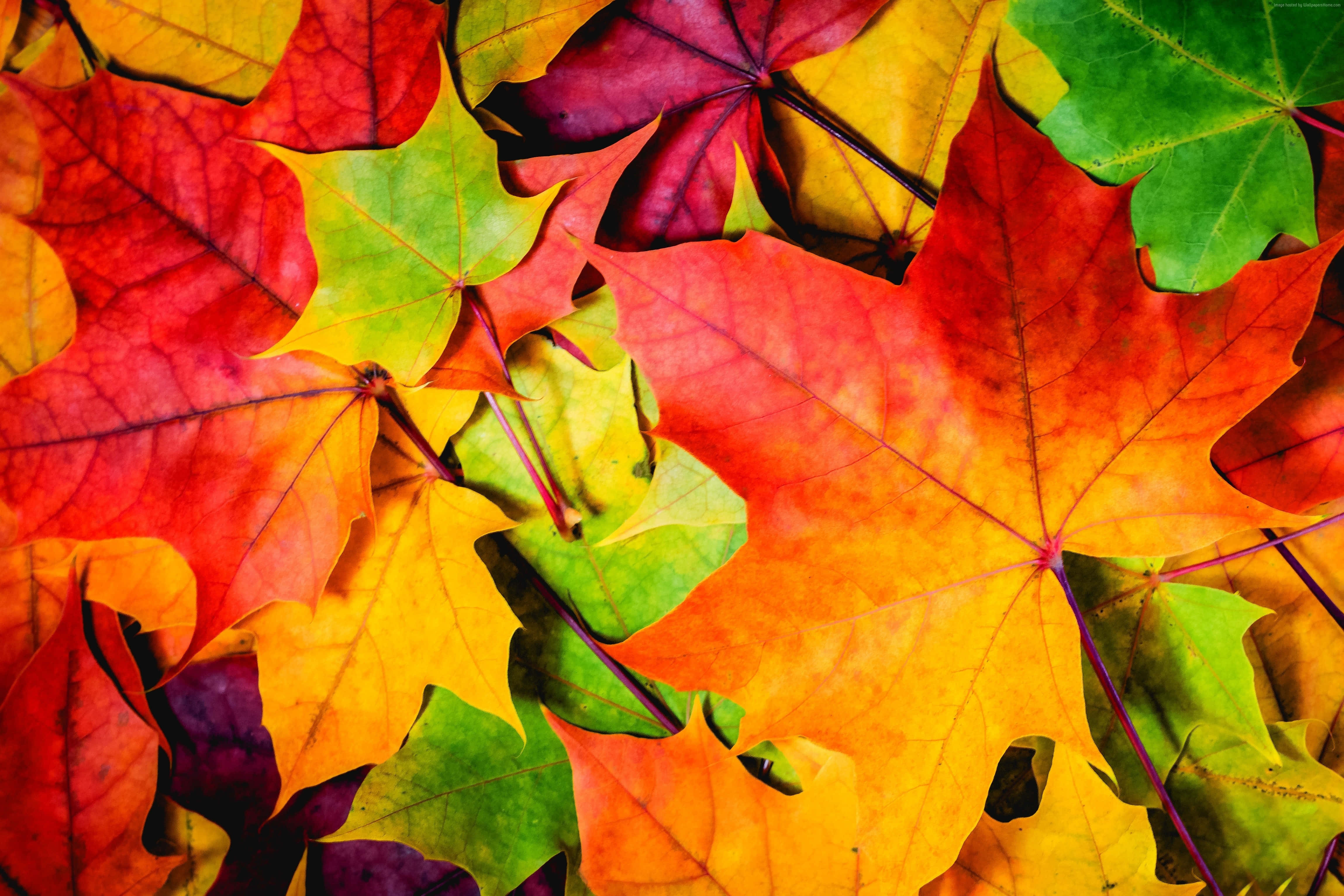 Yellow Leaves 桌布 壁紙 — 充滿活力的秋天楓葉，呈現火紅、橙、黃和綠色調，在豐富紋理的近距離拍攝中層層疊疊。