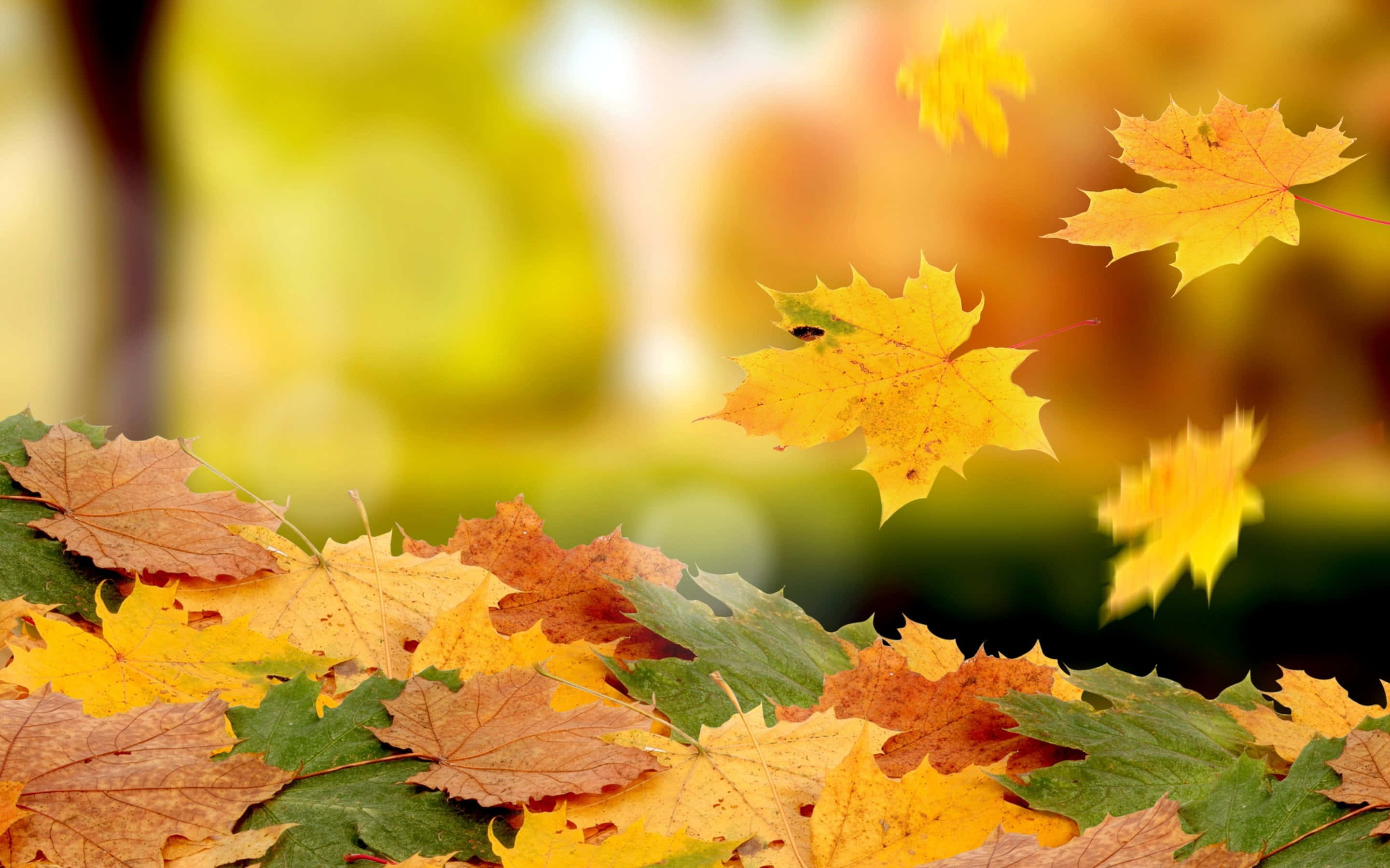 Fallen Leaves 桌布 壁紙 — 充滿活力的秋天楓葉，呈現金橙色和綠色色調，在柔和模糊的森林背景下輕輕飄動。