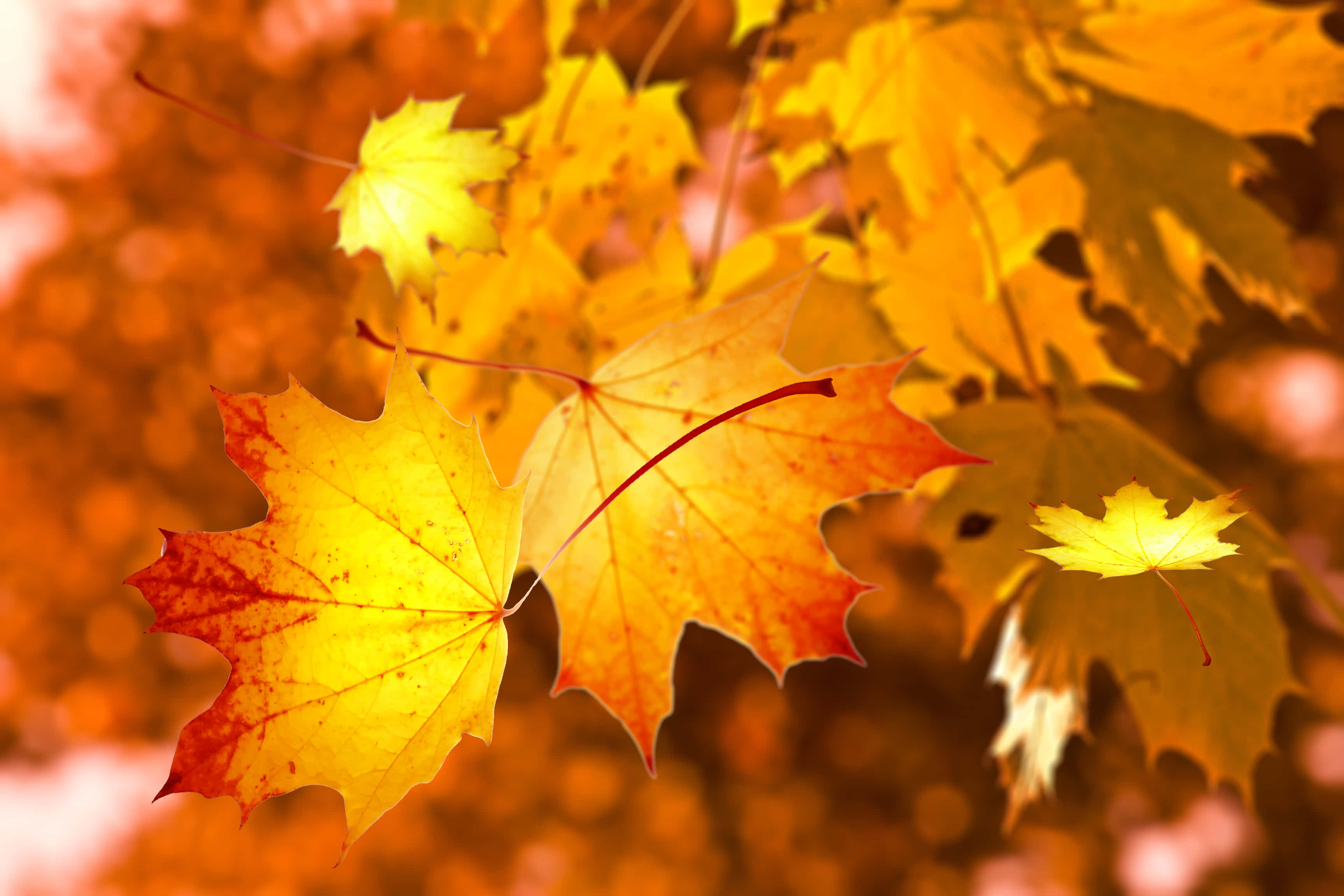 Yellow Leaves 桌布 壁紙 — 充滿活力的秋季楓葉在溫暖的陽光下閃耀，背景是柔和模糊的金色。