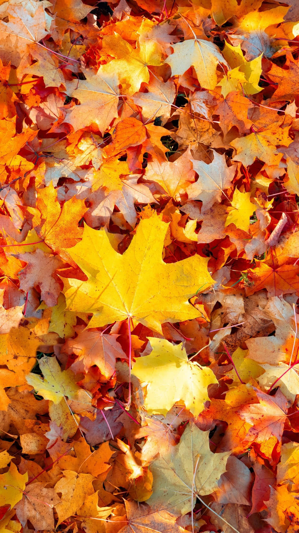 Fallen Leaves 桌布 壁紙 — 充滿活力的秋季楓葉特寫，以橙色、黃色和紅色調覆蓋地面。
