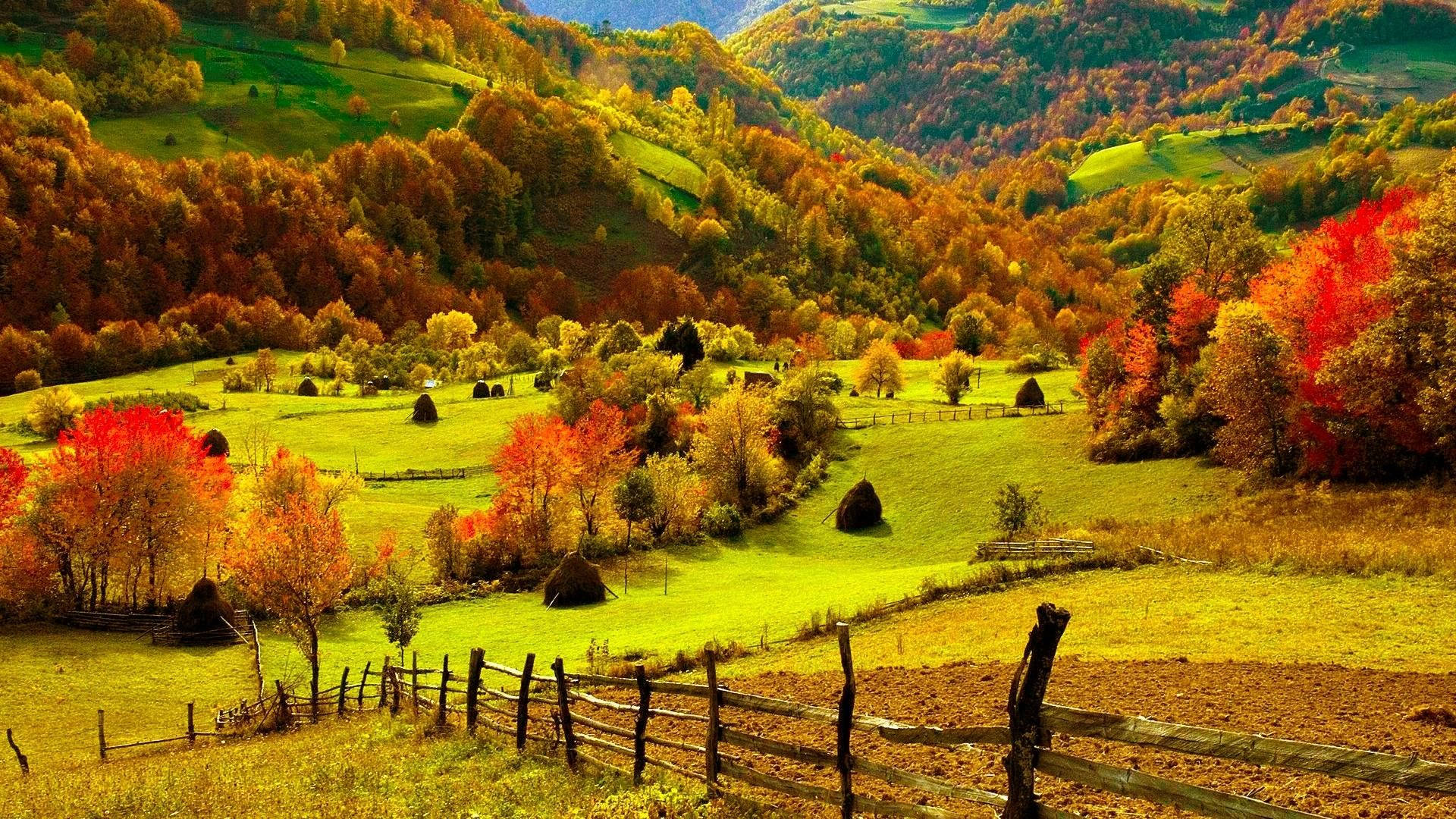 Farmhouse 桌布 壁紙 — 充滿活力的秋日山丘在金色陽光下連綿起伏，火紅和橙色的樹木點綴著綠色牧場和木柵欄。