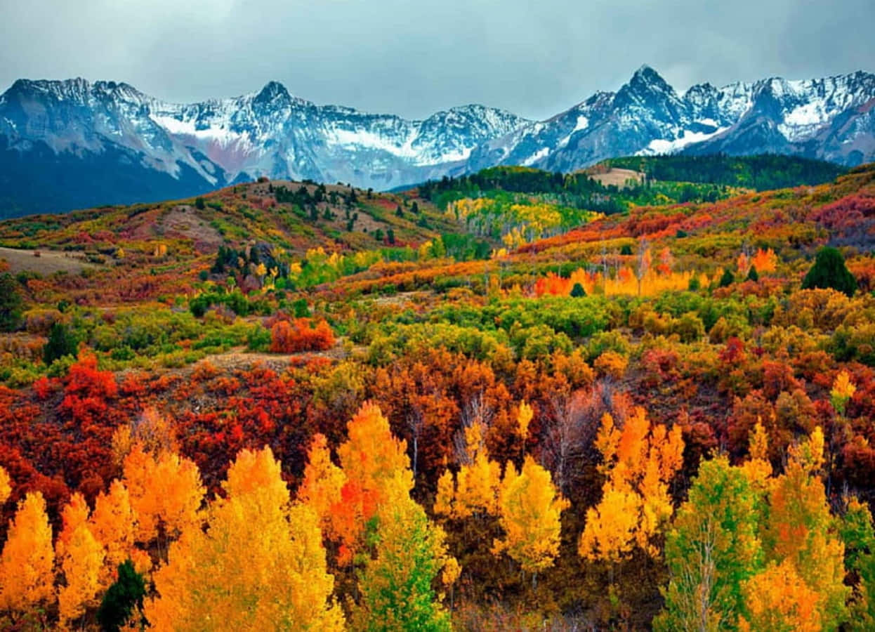 Colorado 桌布 壁紙 — 充滿活力的秋日森林，金色橙色的樹木在陰天天空下延伸至積雪覆蓋的山脈。