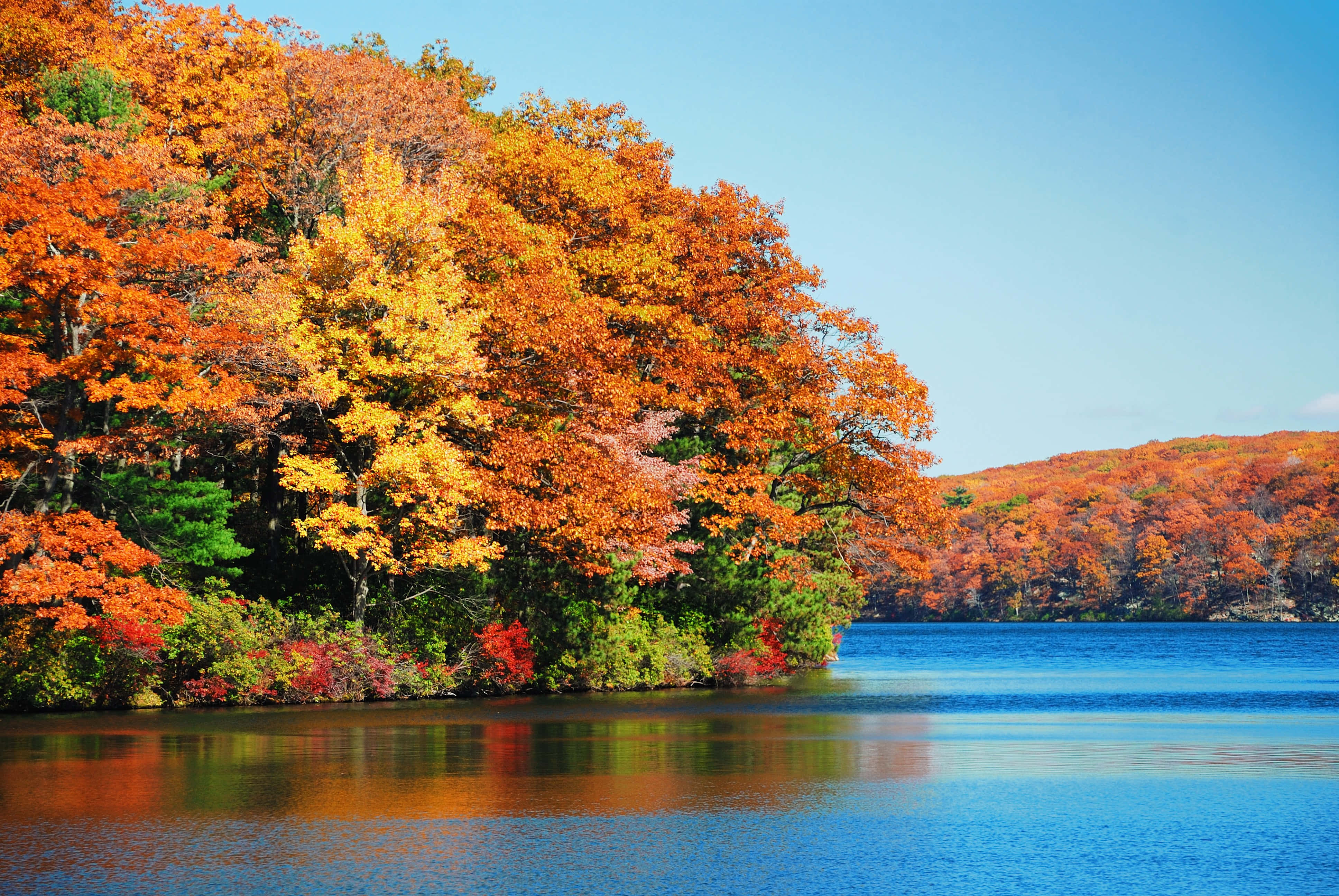 Fall Photography 桌布 壁紙 — 充滿活力的秋樹，樹葉呈現火紅的橙色、黃色和紅色，排列在平靜的藍色湖泊旁，天空晴朗。