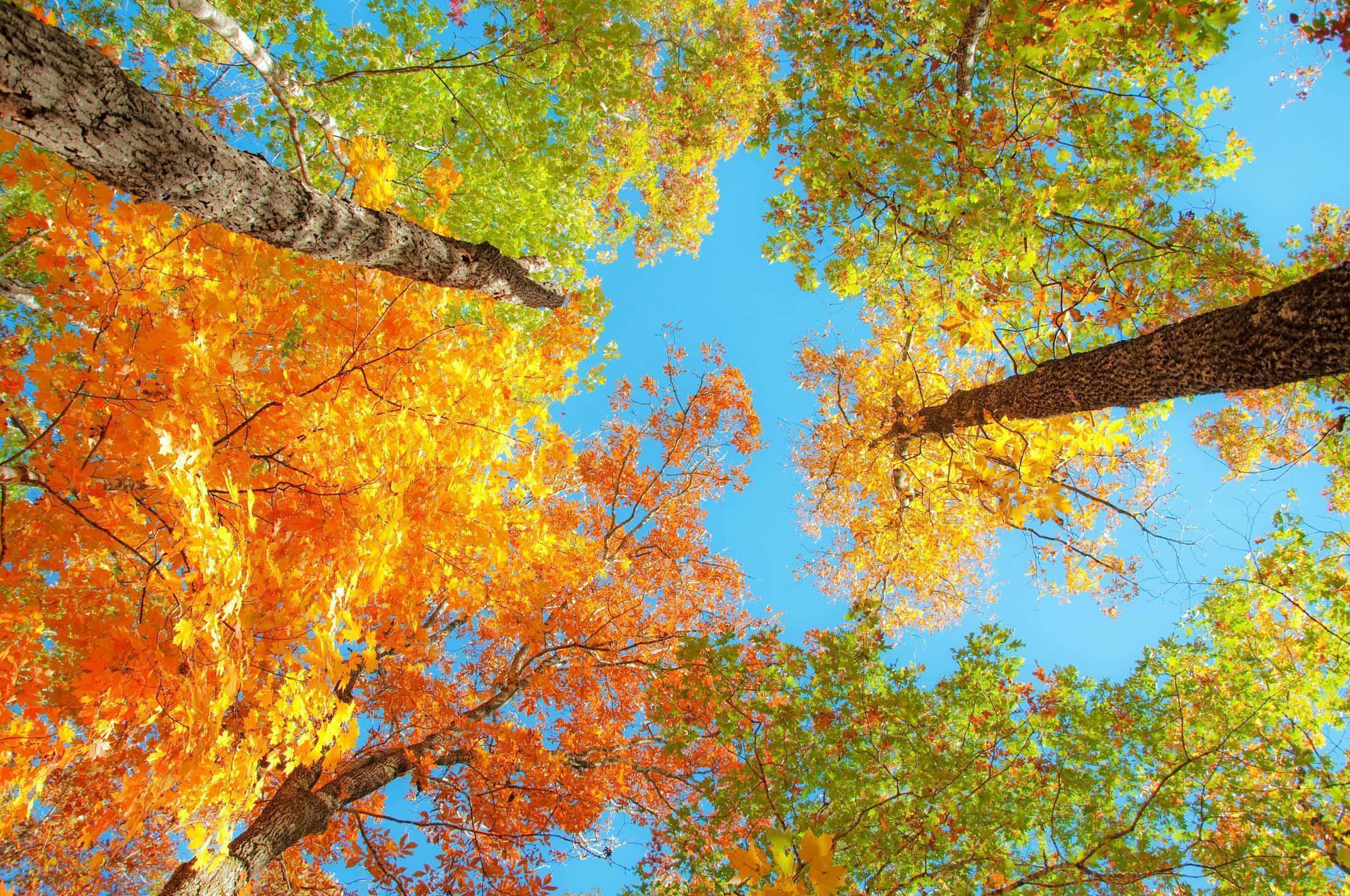 Fall Foliage 桌布 壁紙 — 充滿活力的秋樹，橙色、黃色和綠色的樹葉在頭頂拱起，映襯著清澈的藍天。