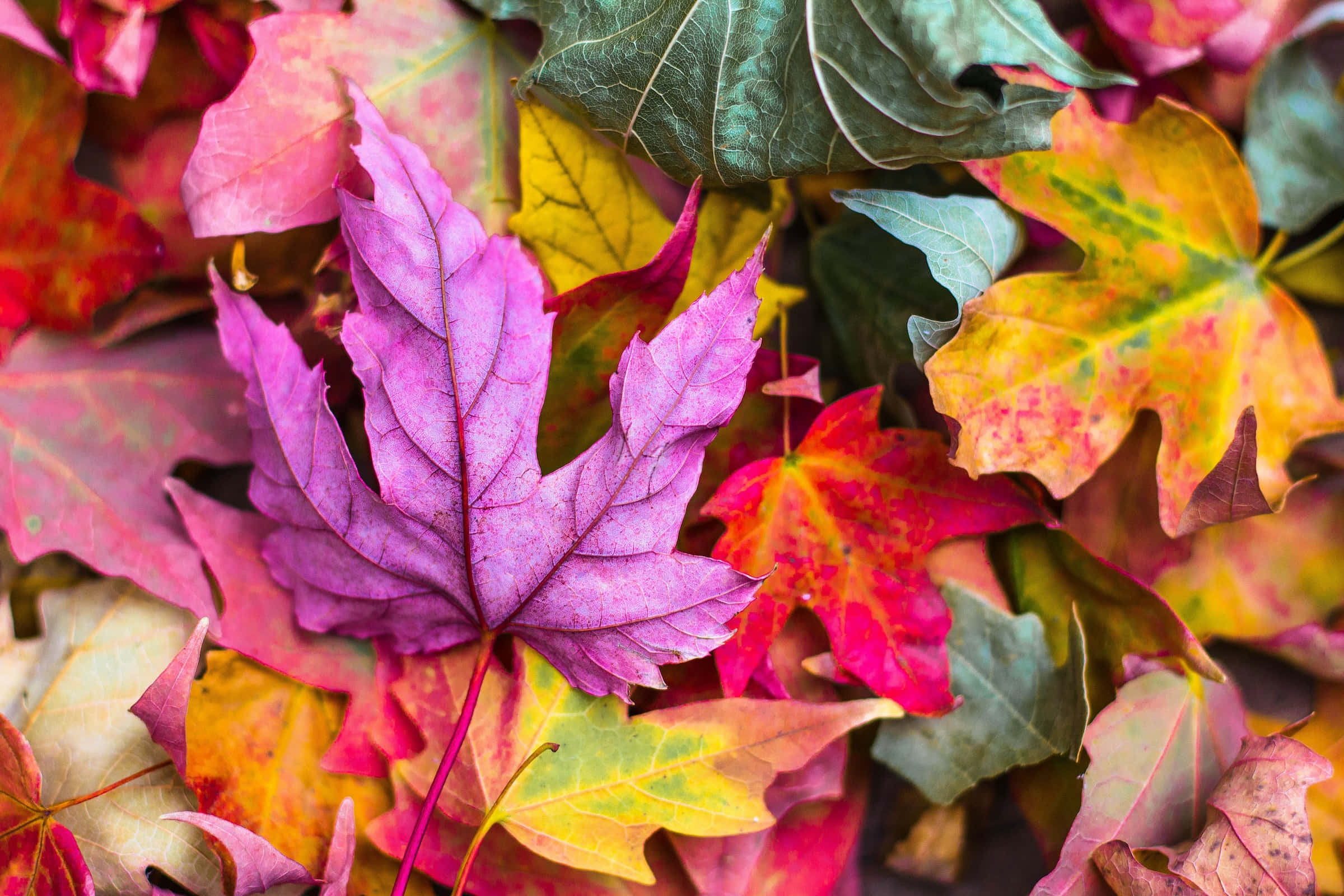 Autumnal Equinox 桌布 壁紙 — 充滿活力的秋葉，呈現紫色、粉紅色、黃色和綠色，形成豐富質感的地面覆蓋物。