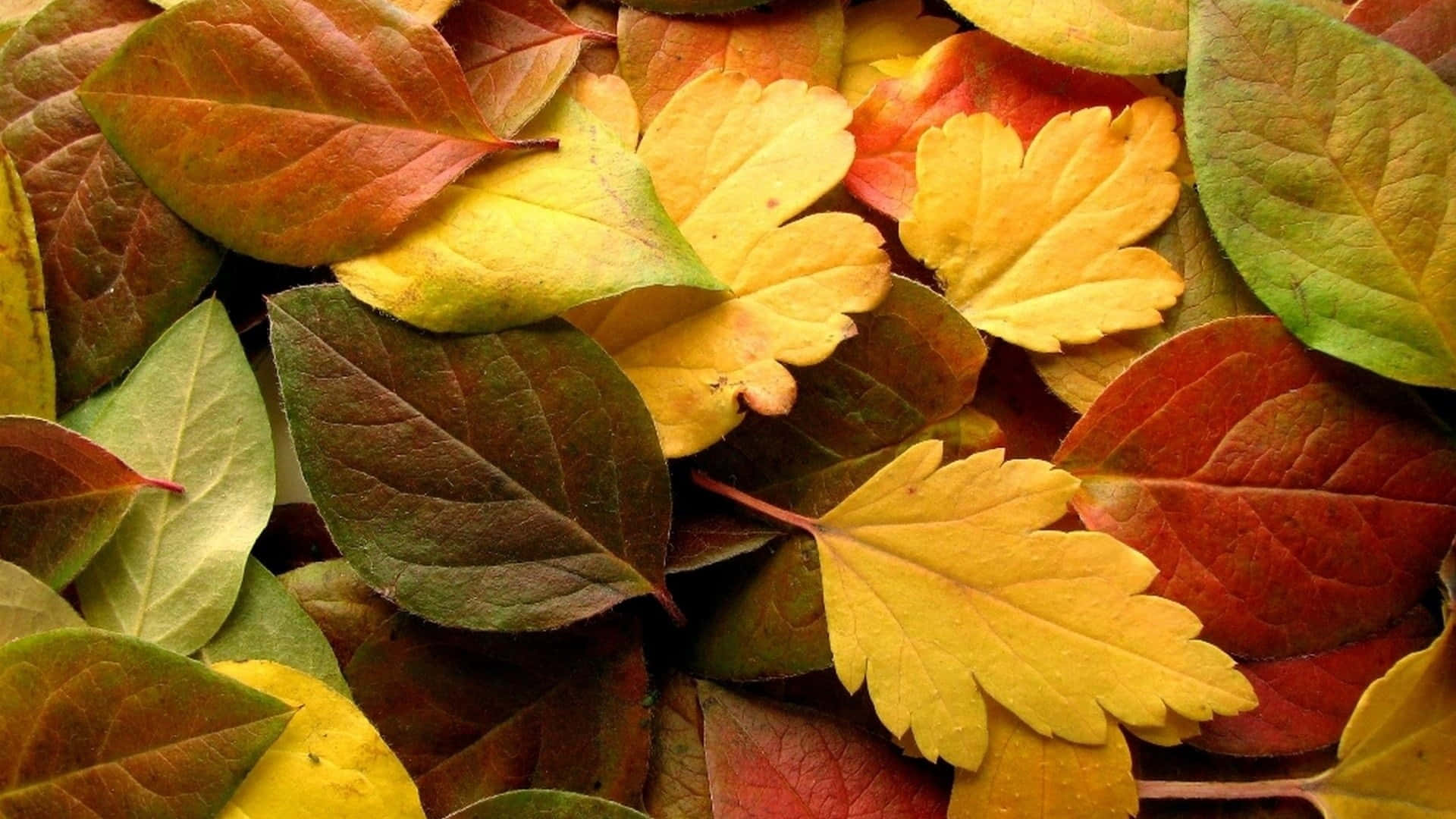 Yellow Leaves 桌布 壁紙 — 充滿活力的秋葉特寫，呈現黃色、紅色和綠色色調，層層疊疊，細節豐富且富有質感。
