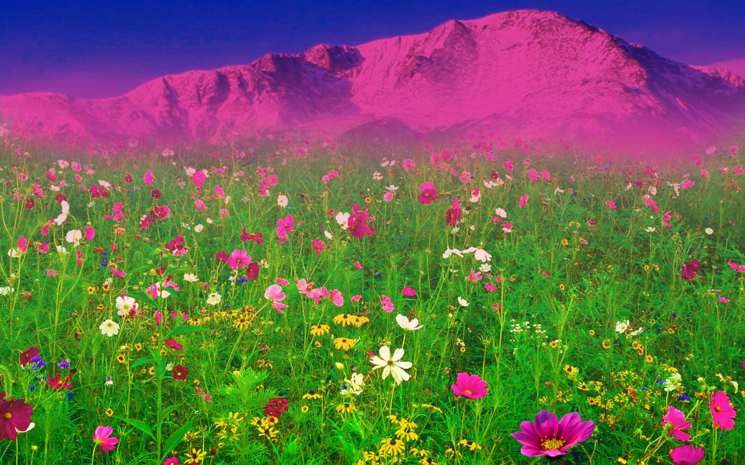 Spring Fields 桌布 壁紙 — 充滿活力的粉紅、白色和黃色野花田在超現實的洋紅色暮光籠罩下的雄偉山脈前搖曳。
