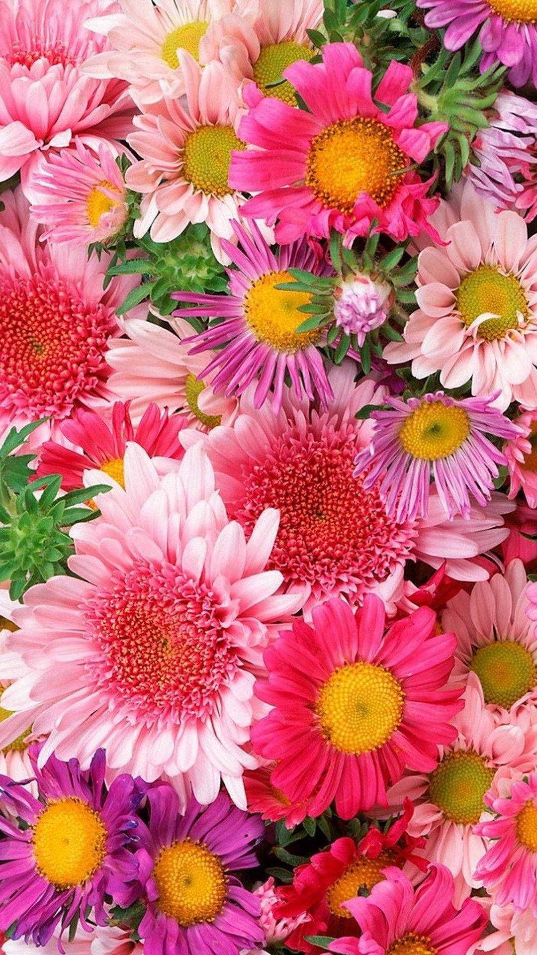 Flowers 桌布 壁紙 — 充滿活力的粉紅色、紫色和黃色雛菊特寫，搭配茂盛的綠葉，盛開綻放。