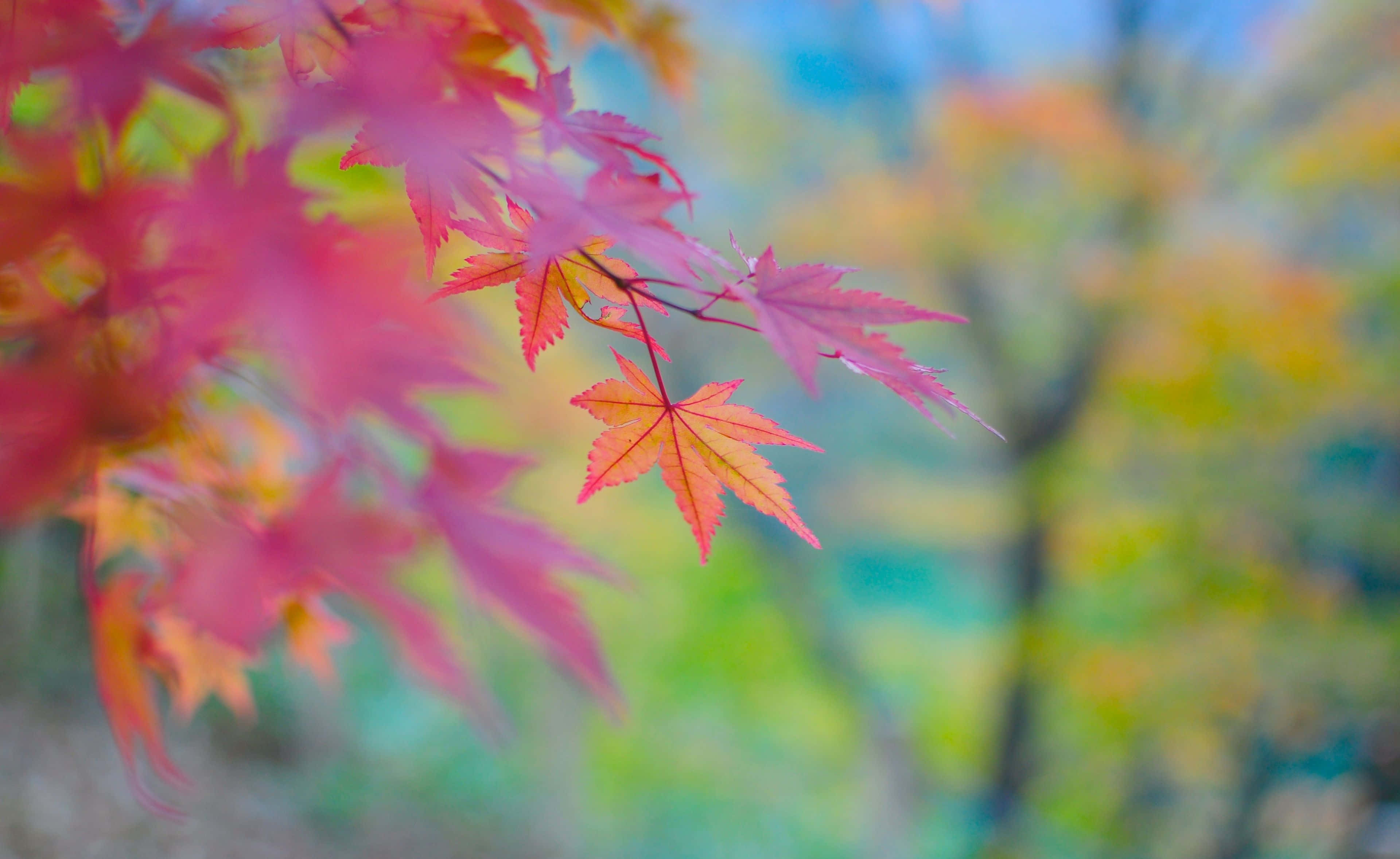 Autumn Colors 桌布 壁紙 — 充滿活力的粉紅色和橙色楓葉在柔和模糊的秋林背景下輕輕搖曳。