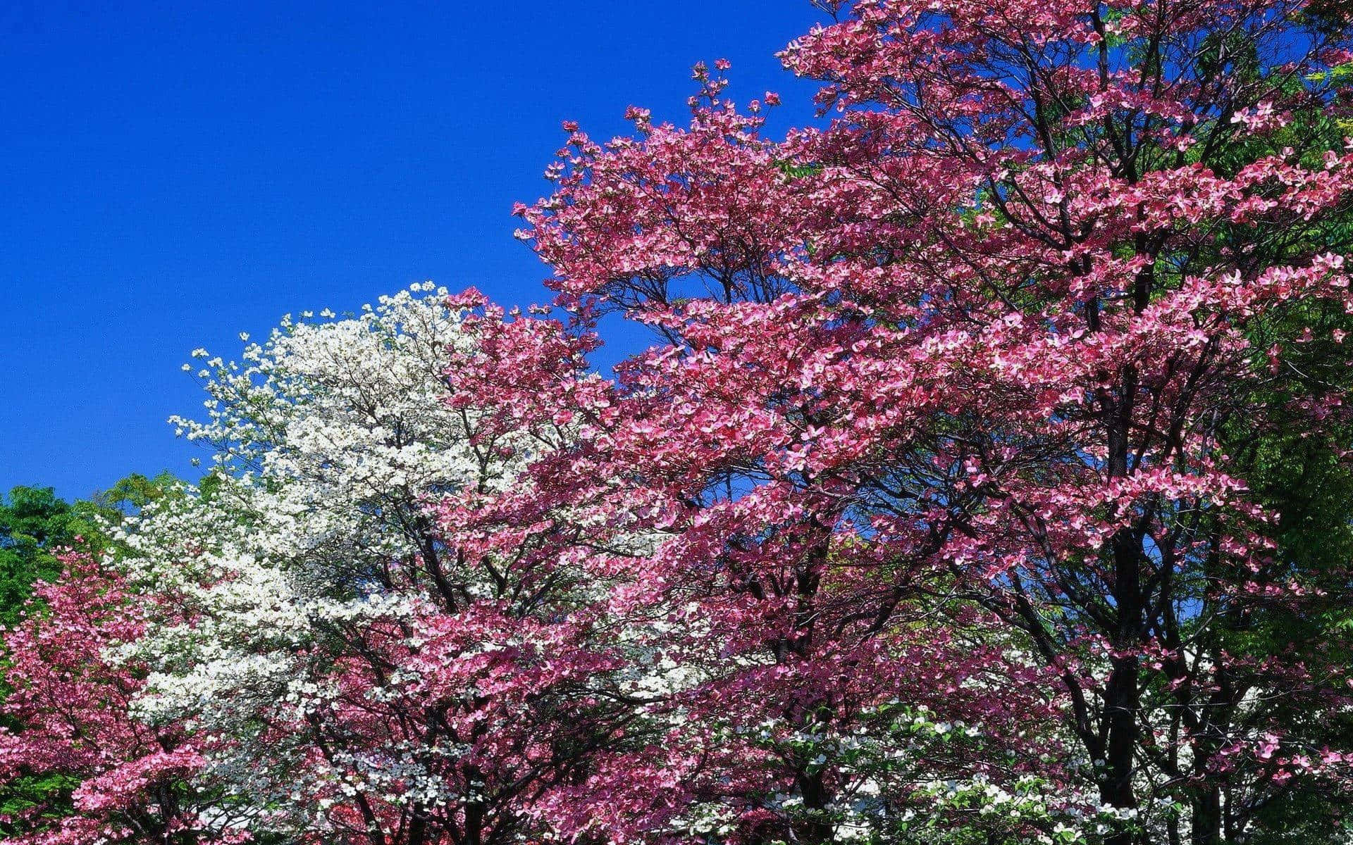 Flower Tree 桌布 壁紙 — 充滿活力的粉紅色和白色開花樹木在晴朗的藍天下盛開，正值春季盛花期。