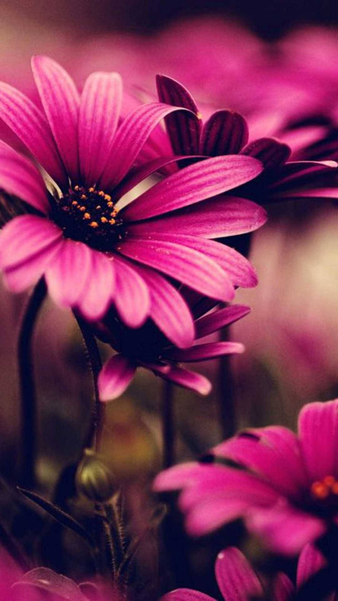 特寫粉紅色雛菊，深色花心，柔焦效果。 — 粉紅色 iPhone 壁紙