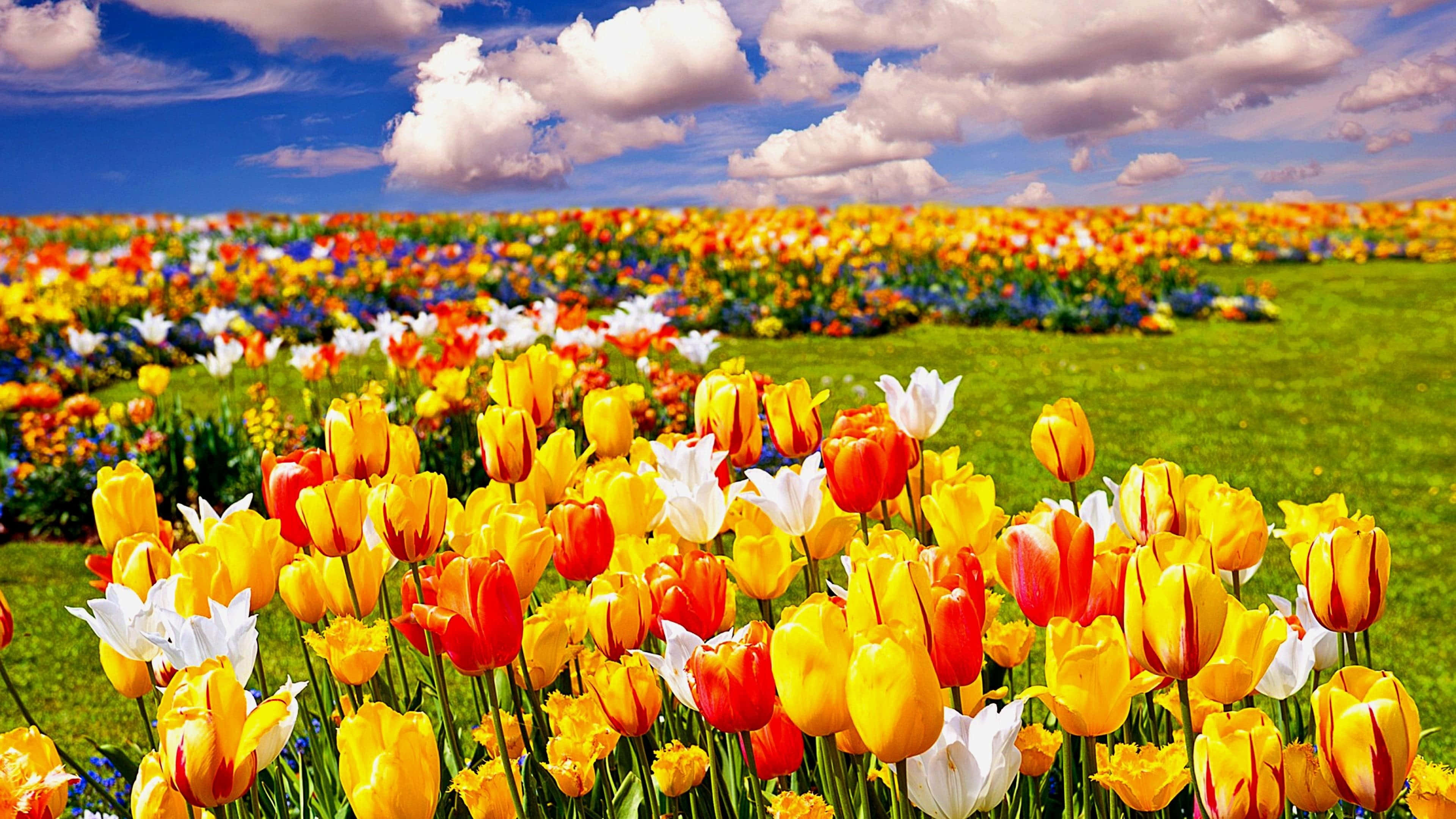 Tulip Field 桌布 壁紙 — 充滿活力的紅、黃、白色鬱金香田，在藍天白雲下搖曳。