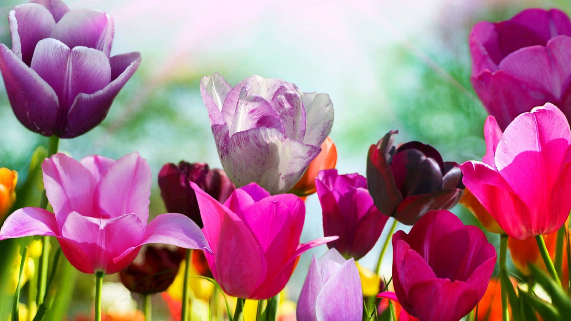 春天花朵 桌布 壁紙 — 充滿活力的紫色、粉紅色和白色鬱金香花田，在柔和春光照耀下閃閃發光，背景為模糊的綠色。