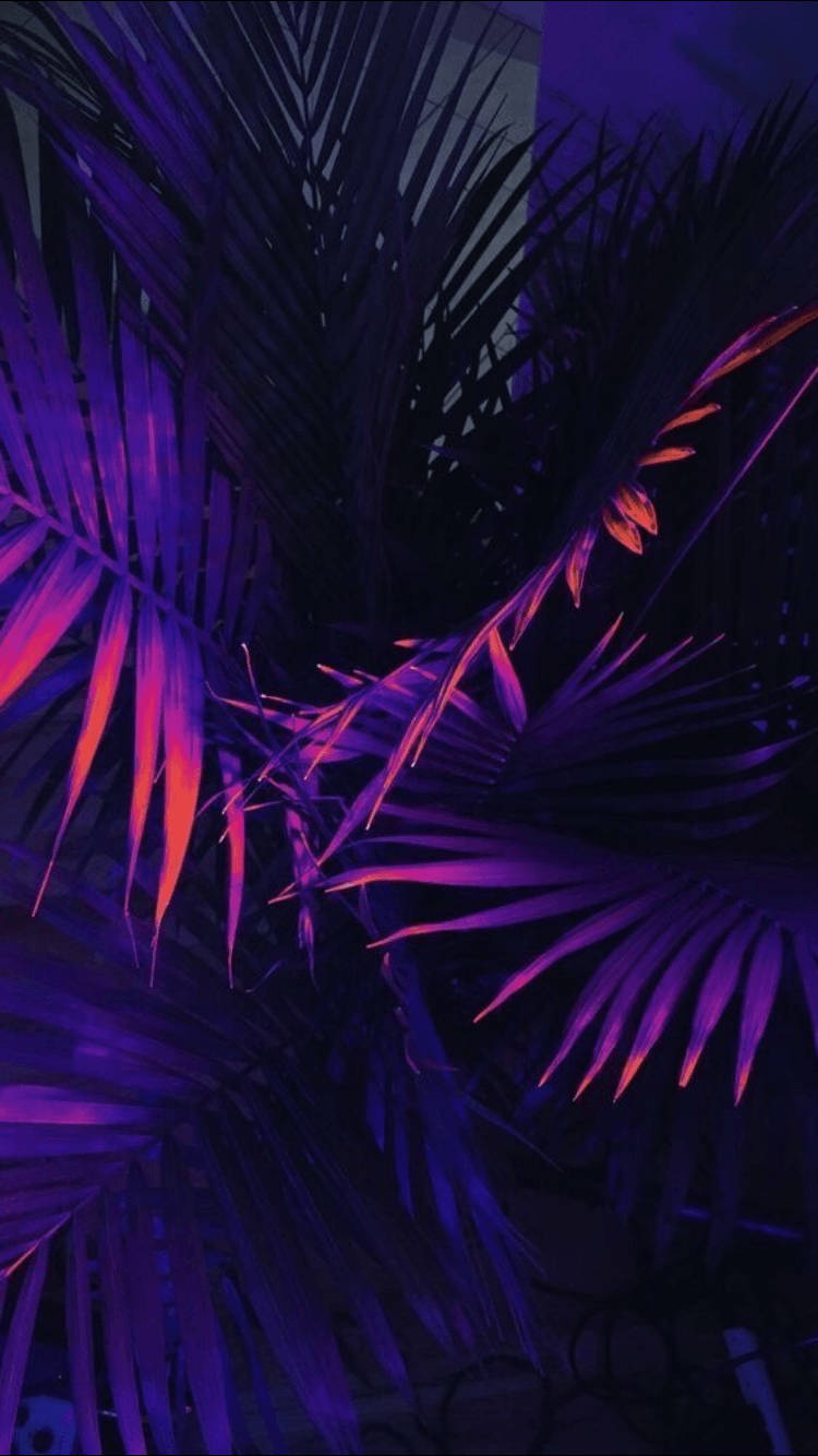 樹葉 桌布 壁紙 — 充滿活力的紫色和粉紅色霓虹燈照亮了濃密的熱帶棕櫚葉，背景是黑暗的夜空。