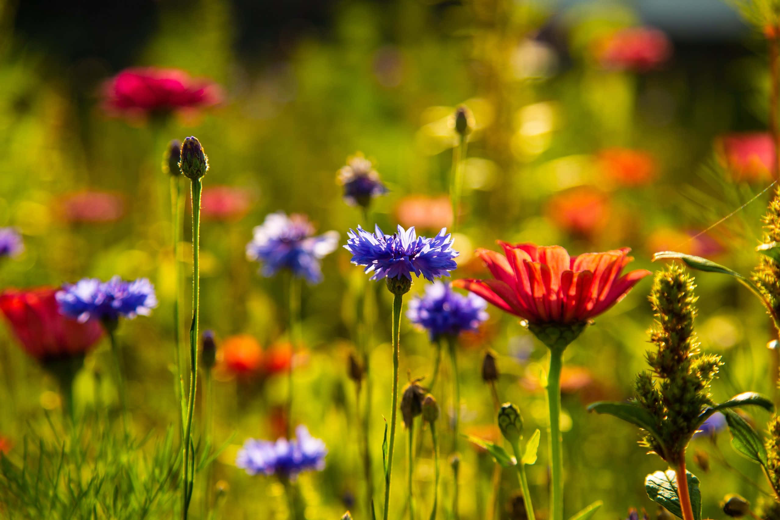 Wild Flower In Meadows 桌布 壁紙 — 充滿活力的紫色和紅色野花在陽光明媚的草地上盛開，伴隨著金色的草和柔和的散景背景。