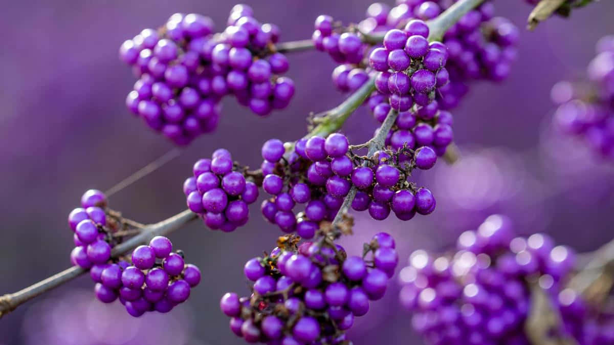 Purple Berries 桌布 壁紙 — 充滿活力的紫色漿果密集地簇生在纖細的枝條上，背景是柔和的模糊紫色。