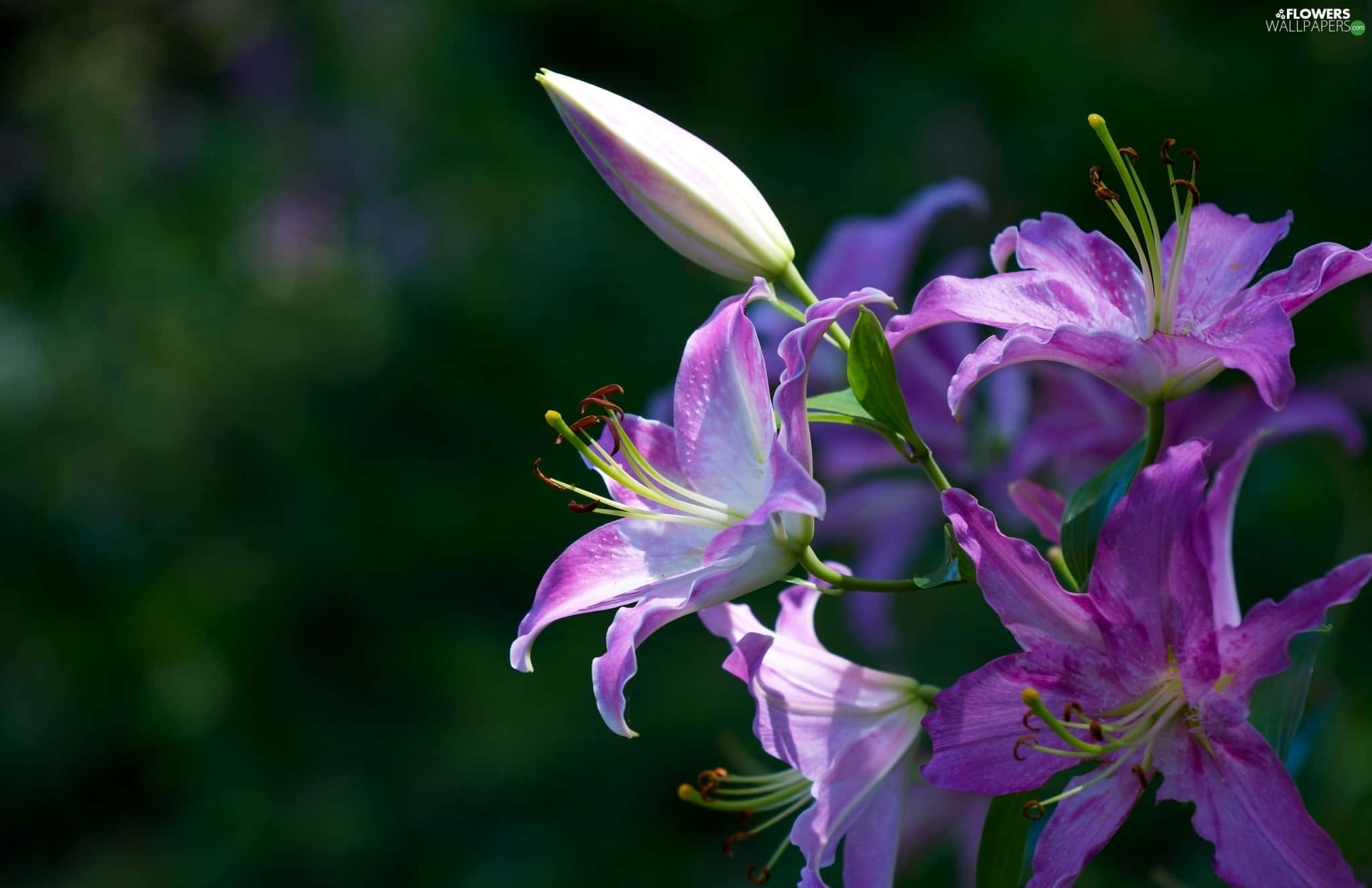 lily 桌布 壁紙 — 充滿活力的紫色百合花帶著露珠，在柔和的綠色模糊背景中綻放。