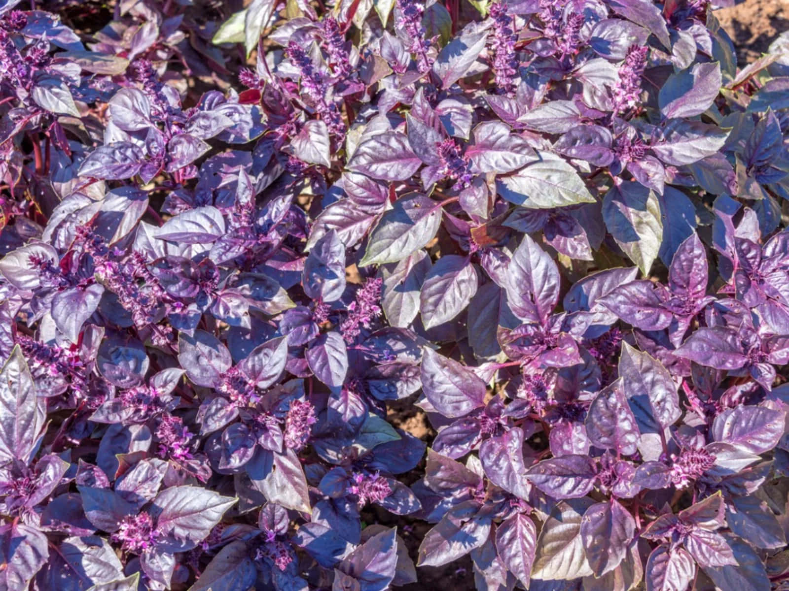 Purple Basil 桌布 壁紙 — 充滿活力的紫色羅勒植物，帶有精緻的花朵，在明亮的陽光下茂密地綻放。