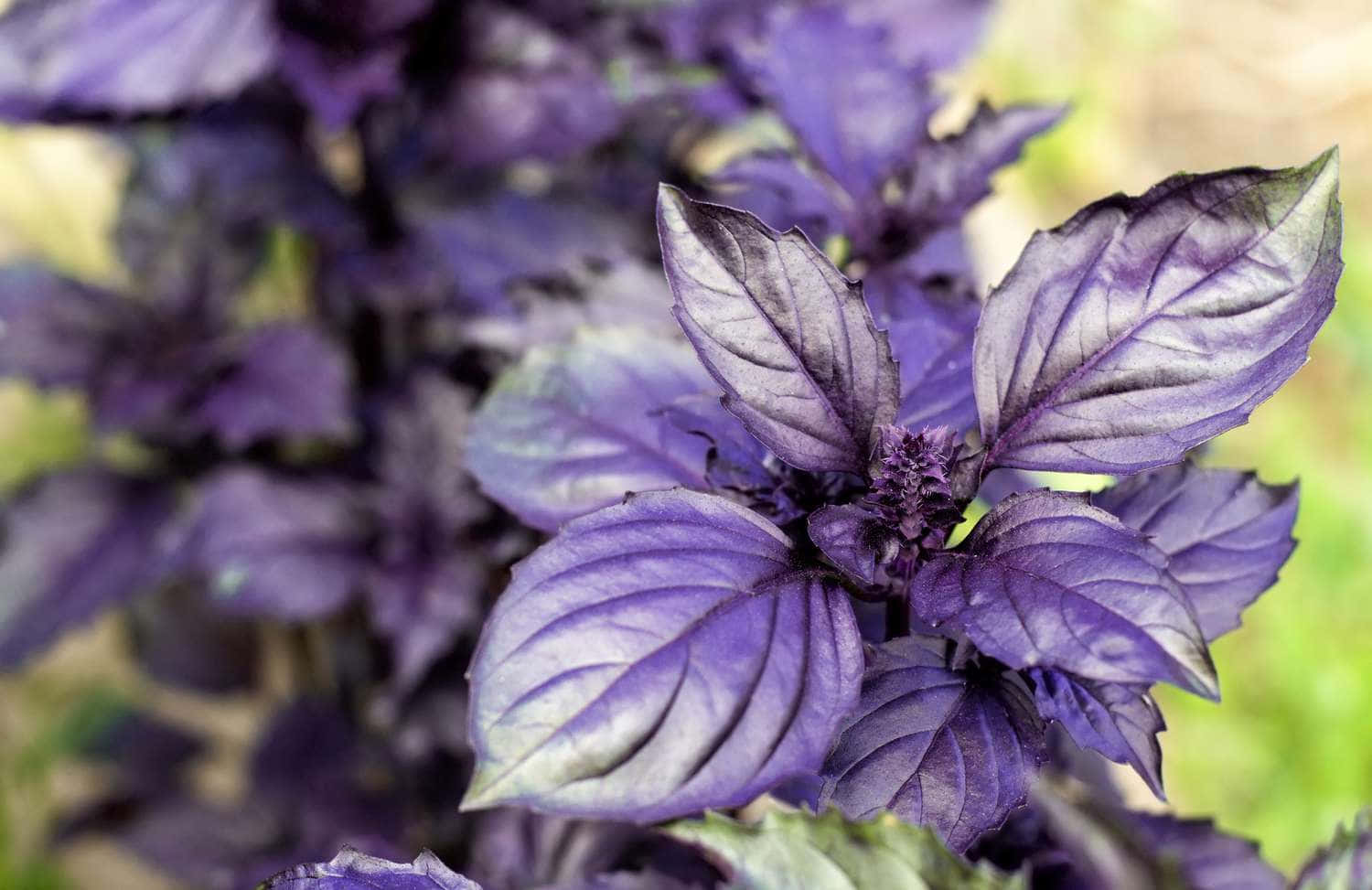Purple Basil 桌布 壁紙 — 充滿活力的紫色羅勒葉，帶有細緻的葉脈和一小簇花朵，在柔和自然光下。