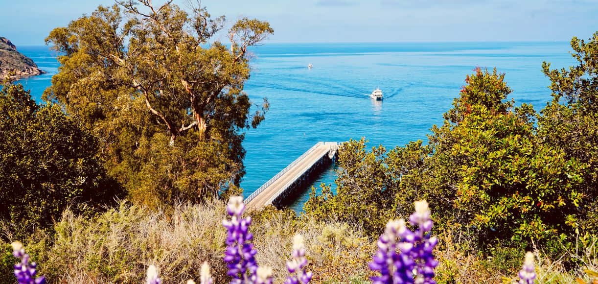 California Island 桌布 壁紙 — 充滿活力的紫色羽扇豆花環繞著延伸至碧綠海水中的木製碼頭，船隻在清澈的藍天下航行。