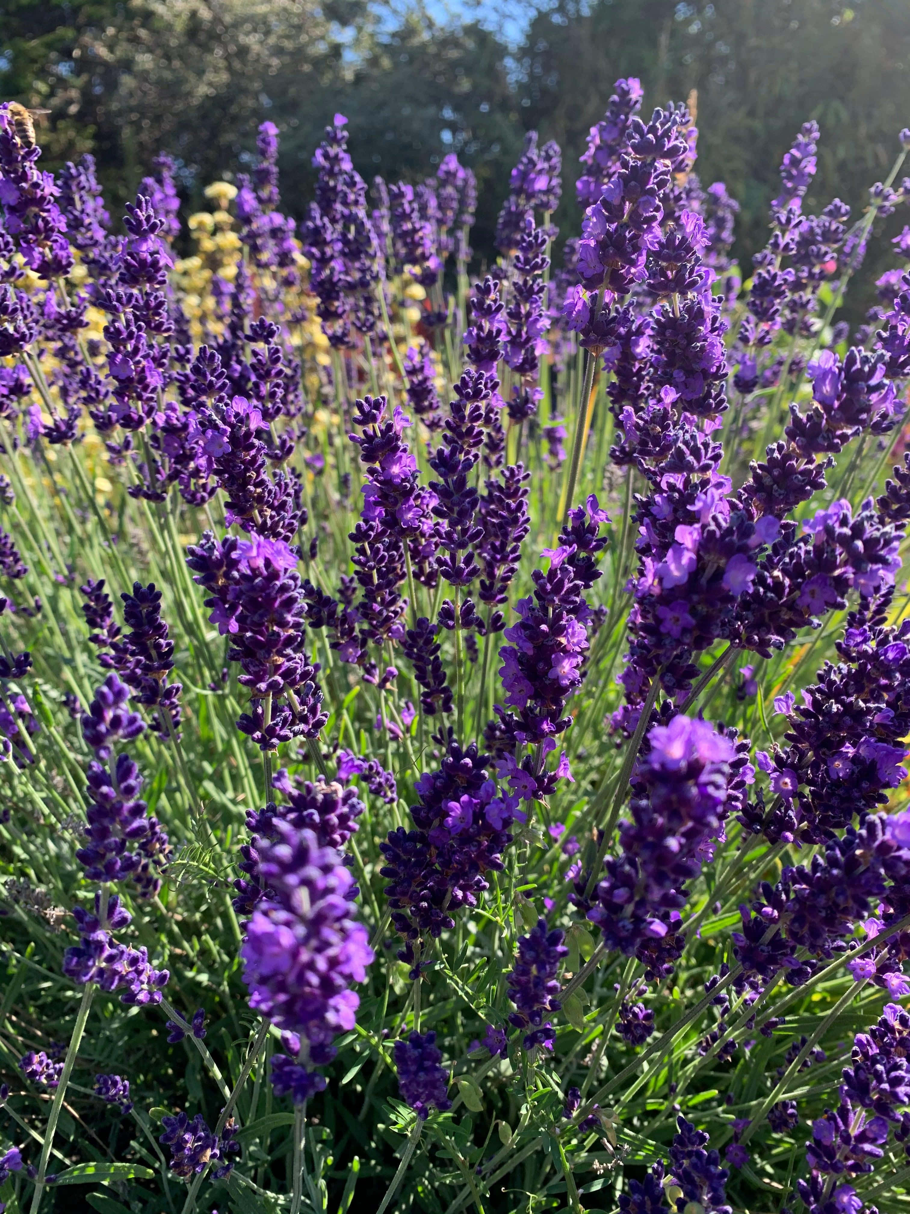 薰衣草 桌布 壁紙 — 充滿活力的紫色薰衣草花朵在陽光明媚的花園中輕輕搖曳，綠色莖稈和背景中模糊的黃色花朵。