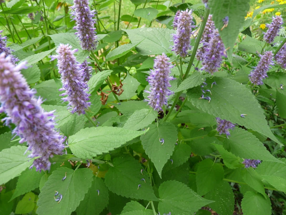 Purple Licorice 桌布 壁紙 — 充滿活力的紫色藿香穗狀花序在陽光普照的花園中，在茂密的綠葉中綻放。