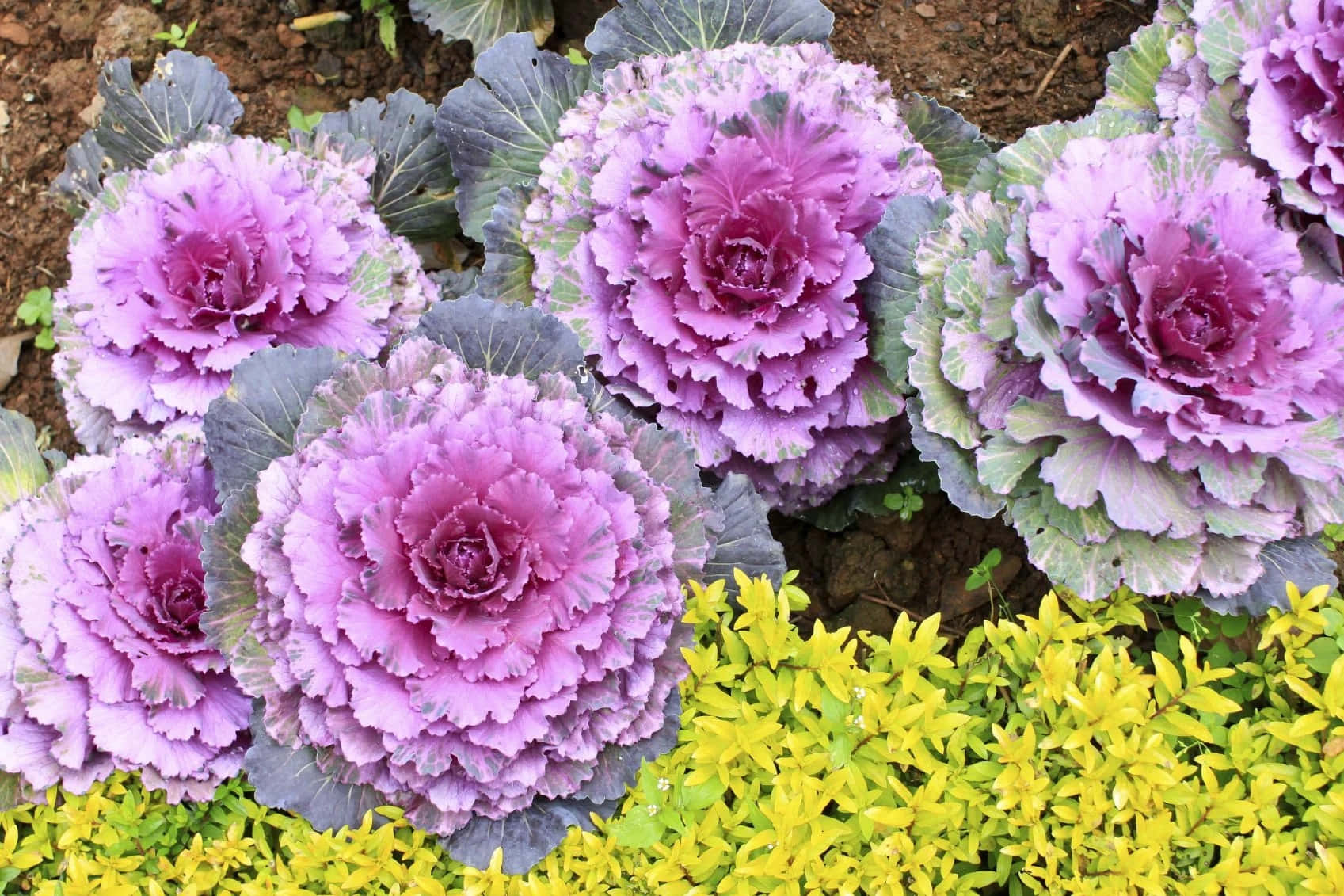 Blooming Flowers 桌布 壁紙 — 充滿活力的紫色觀賞捲心菜，帶有皺褶的葉子，在花園花壇中與明亮的黃色葉子一起盛開。