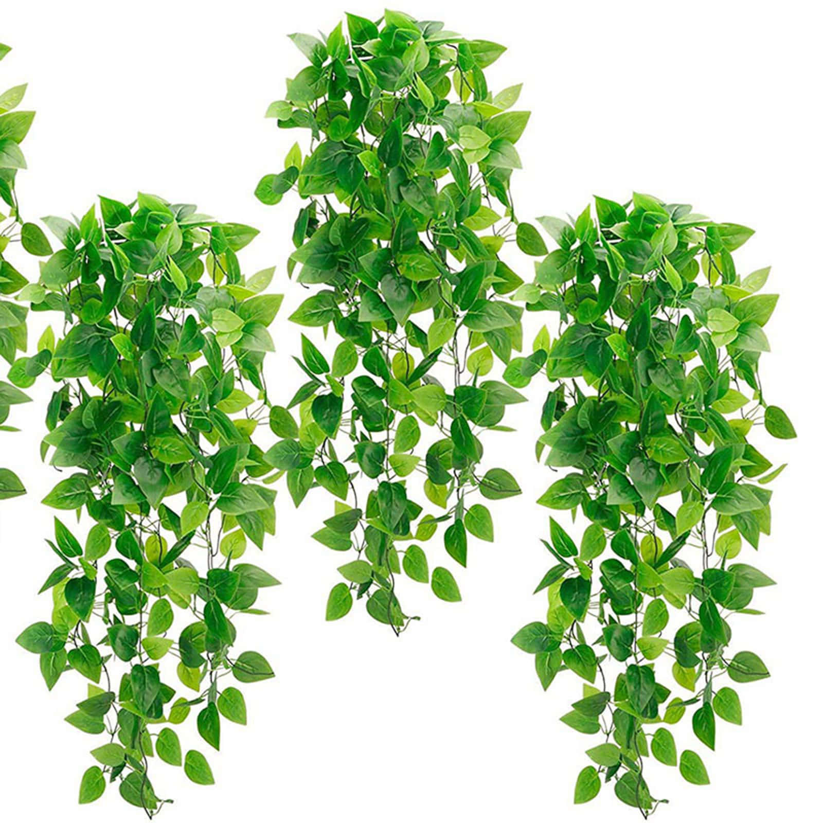 Green Plant 桌布 壁紙 — 充滿活力的綠色人造常春藤藤蔓，在純白色背景上以茂密、密集的簇狀層疊而下。
