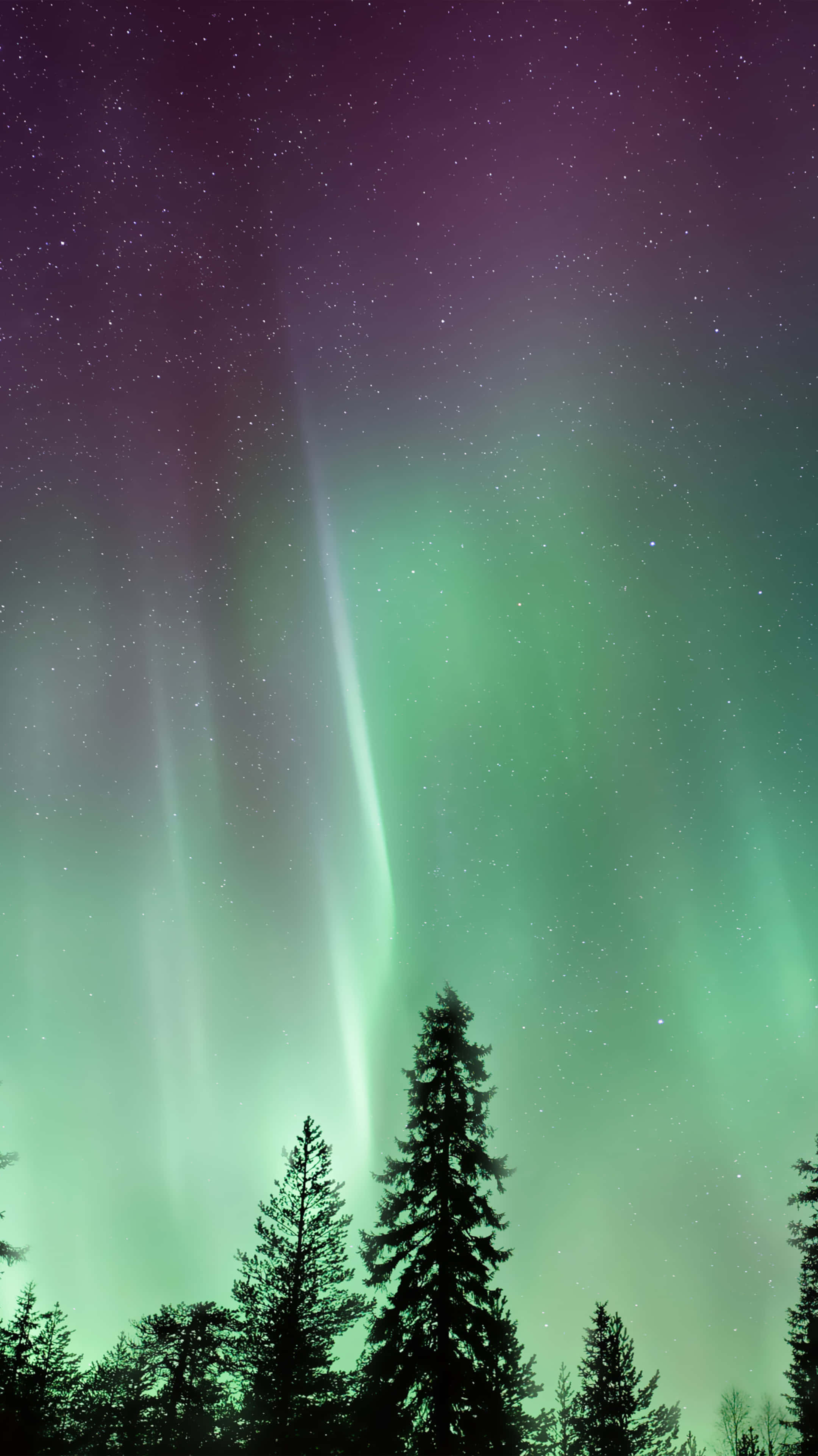 aurora borealis 桌布 壁紙 — 充滿活力的綠色和紫色北極光在黑暗松樹剪影上方的星空夜空中舞動。